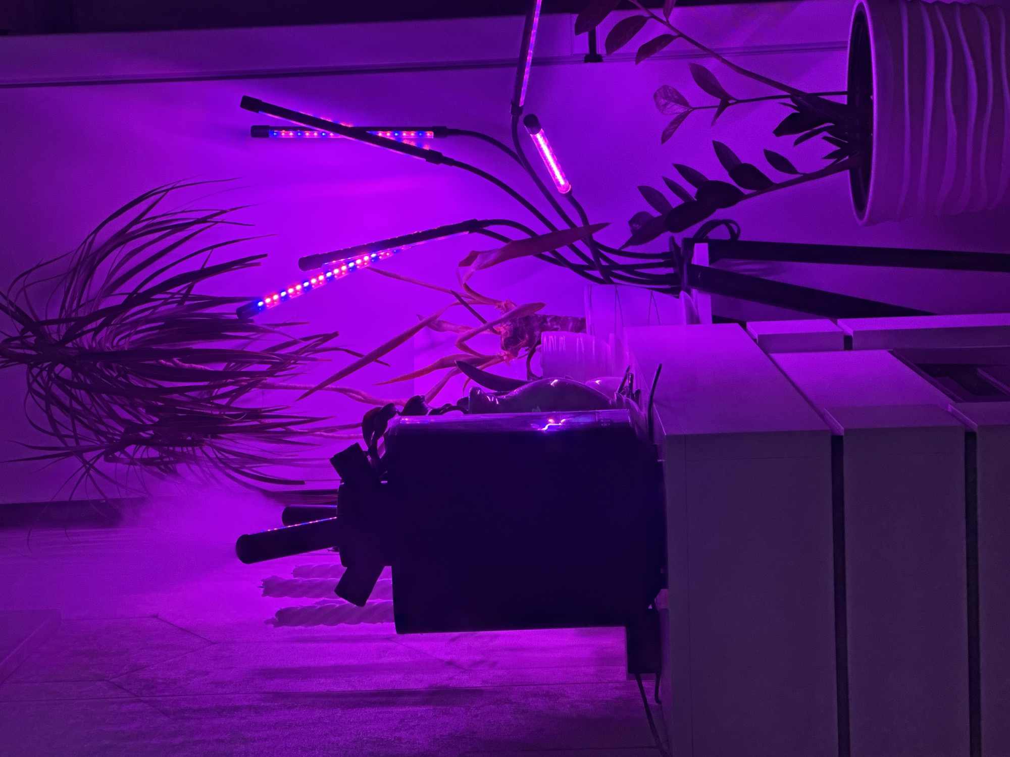 The image, taken in Мирный, Russia, displays an indoor setting bathed in prominent purple light from LED grow lights. On the right side, multiple flexible-arm grow lights, featuring visible red and blue LED arrays, are directed towards various plants. A prominent plant with long, pointed leaves is silhouetted in the upper right. Below it, a smaller plant with multiple stems and ovate leaves is contained within a white, horizontally ribbed pot, positioned on the lower right and illuminated by the grow lights. On the left, a dark, cylindrical appliance with a multi-pronged top, possibly a humidifier or diffuser, rests on a light-colored dresser with two discernible drawer fronts. Electrical cables are visible connecting to this appliance. Partially obscured behind the dark appliance are three vertical, twisted white objects. The background is predominantly a plain white wall, with a subtly textured surface visible on the far left. No individuals are present in the scene.