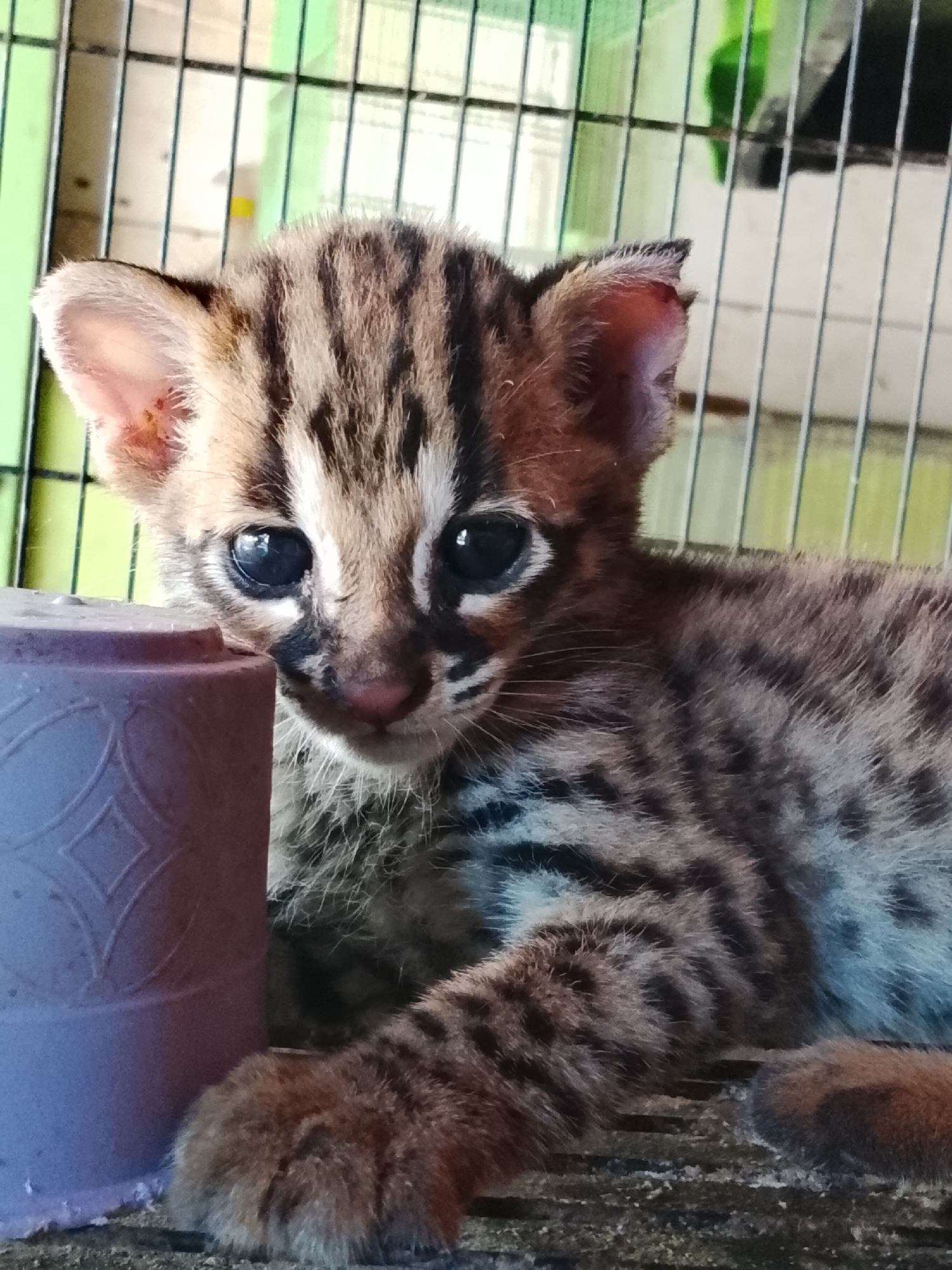 In Kuta Trieng, Indonesia, a very young, spotted wild cat, possibly a cub of an Asian Leopard Cat or similar species, is the subject of the image. The cub is lying down and looking towards the camera, with large, dark eyes and distinct tabby markings on its face and fur. It has large ears, with one appearing slightly injured or nicked at the tip. The cub is situated within a cage or enclosure, indicated by the metal bars visible in the background, which are painted green and white. To the left of the cub, a dark purple, textured object, possibly a food bowl or toy, is visible. The ground beneath the cub appears to be a rough, textured surface. The overall lighting suggests it is daytime.
