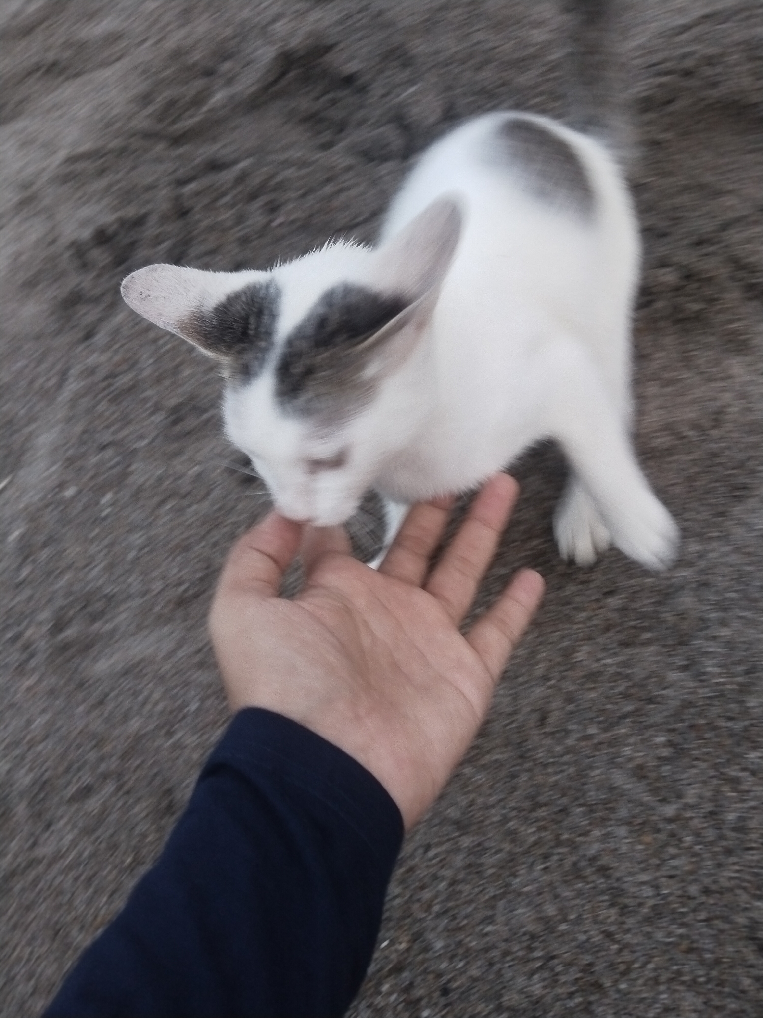 A white cat with grey markings is interacting with a human hand. The human is wearing a dark blue long-sleeved shirt. The scene appears to be outdoors on a grey, grainy surface, possibly sand or concrete. The exact location in Lhokseumawe, Indonesia is not identifiable from the image alone.
