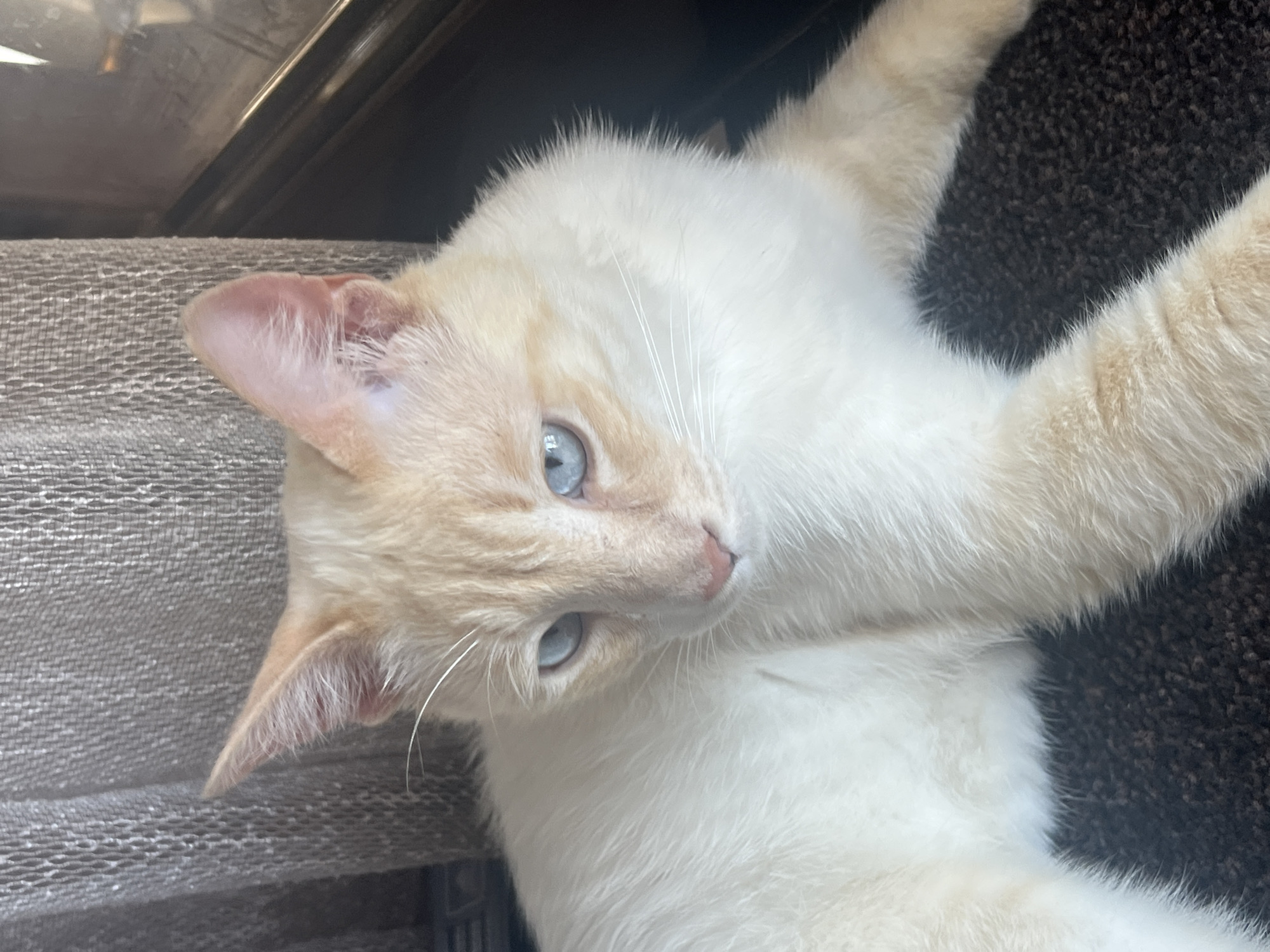 This media file features a close-up, slightly angled, vertical shot of a flame point Siamese cat. The cat has white fur with some light tan or cream coloring on its face and ears, and striking blue eyes. It is lying on its back or side, with its paws splayed out. One paw is resting on a dark, textured surface, likely carpet. Another paw is partially visible near the top right of the frame. To the left, a portion of a light gray, textured fabric, possibly a mesh or woven material, is visible, with a dark, reflective surface above it, hinting at a window or a similar light source. The lighting suggests it is daytime, with natural light illuminating the scene. The cat appears relaxed and comfortable, with its gaze directed towards the viewer, though its expression is neutral. There are no people, visible text, or specific indications of weather. The location context provided, Sochi, Russia, does not offer any visually discernible cues within the image itself.