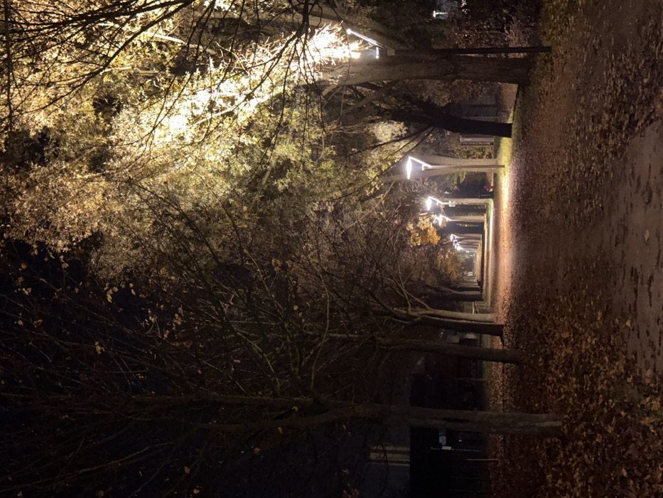 A nighttime path lined with trees and streetlights stretches into the distance. Leaves cover the ground, and the branches of the trees arch over the path, illuminated by the warm glow of the lamps. The perspective creates a tunnel-like effect, focusing the eye towards a vanishing point in the far distance. The scene conveys a sense of quiet solitude and autumnal beauty.
