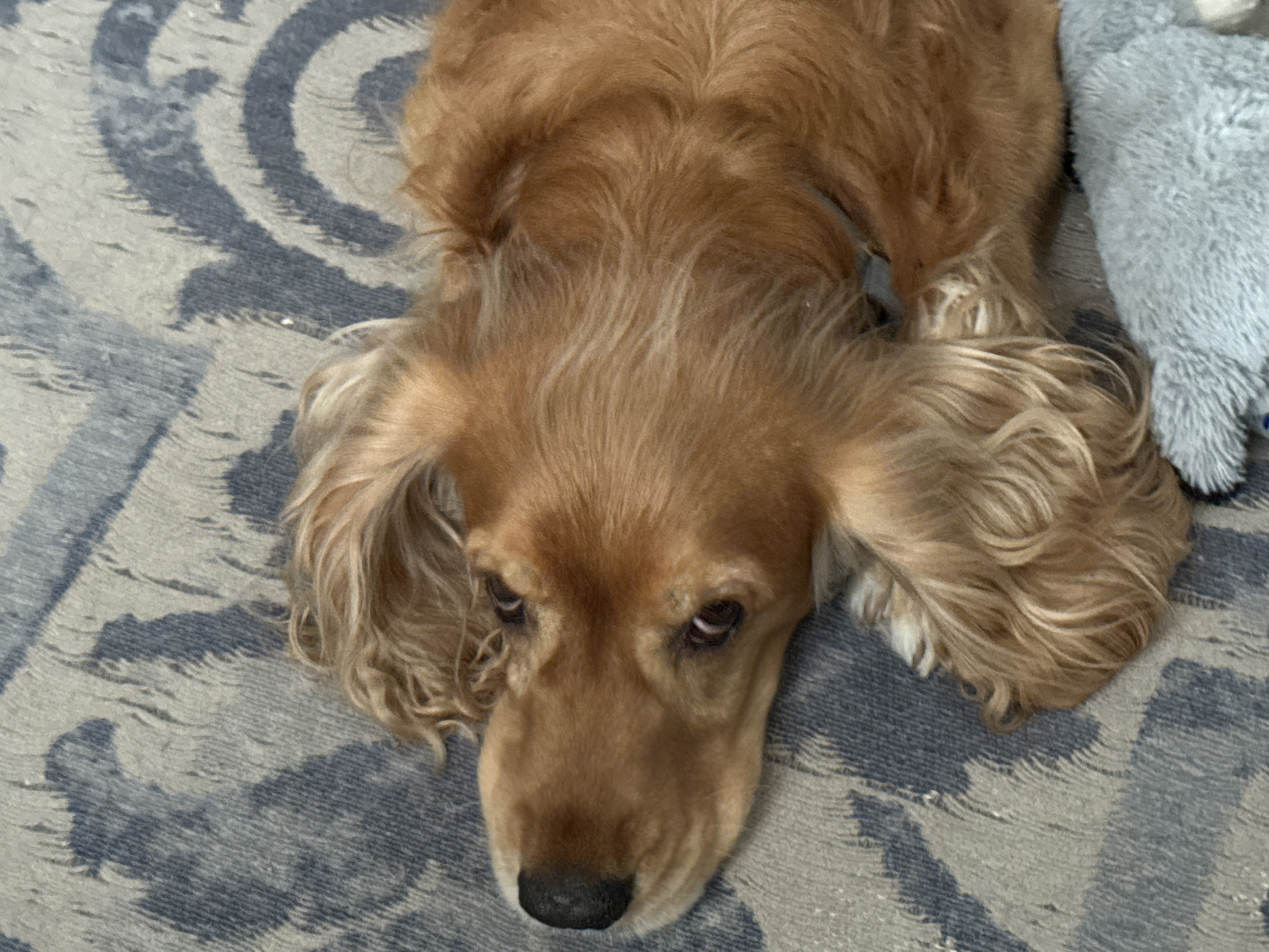 A close-up shot shows a golden-brown dog with long, wavy fur lying on a patterned rug. The dog's head is turned to the left, with its nose pointing towards the left edge of the frame. The dog's eyes are open and looking towards the viewer. Its long, floppy ears are spread out on either side of its head. A portion of a light blue plush toy is visible in the lower right corner of the image, partially covered by the dog's fur. The rug has a pattern of abstract, wavy lines in shades of blue and grey. The lighting is soft, casting subtle shadows on the dog and the rug.