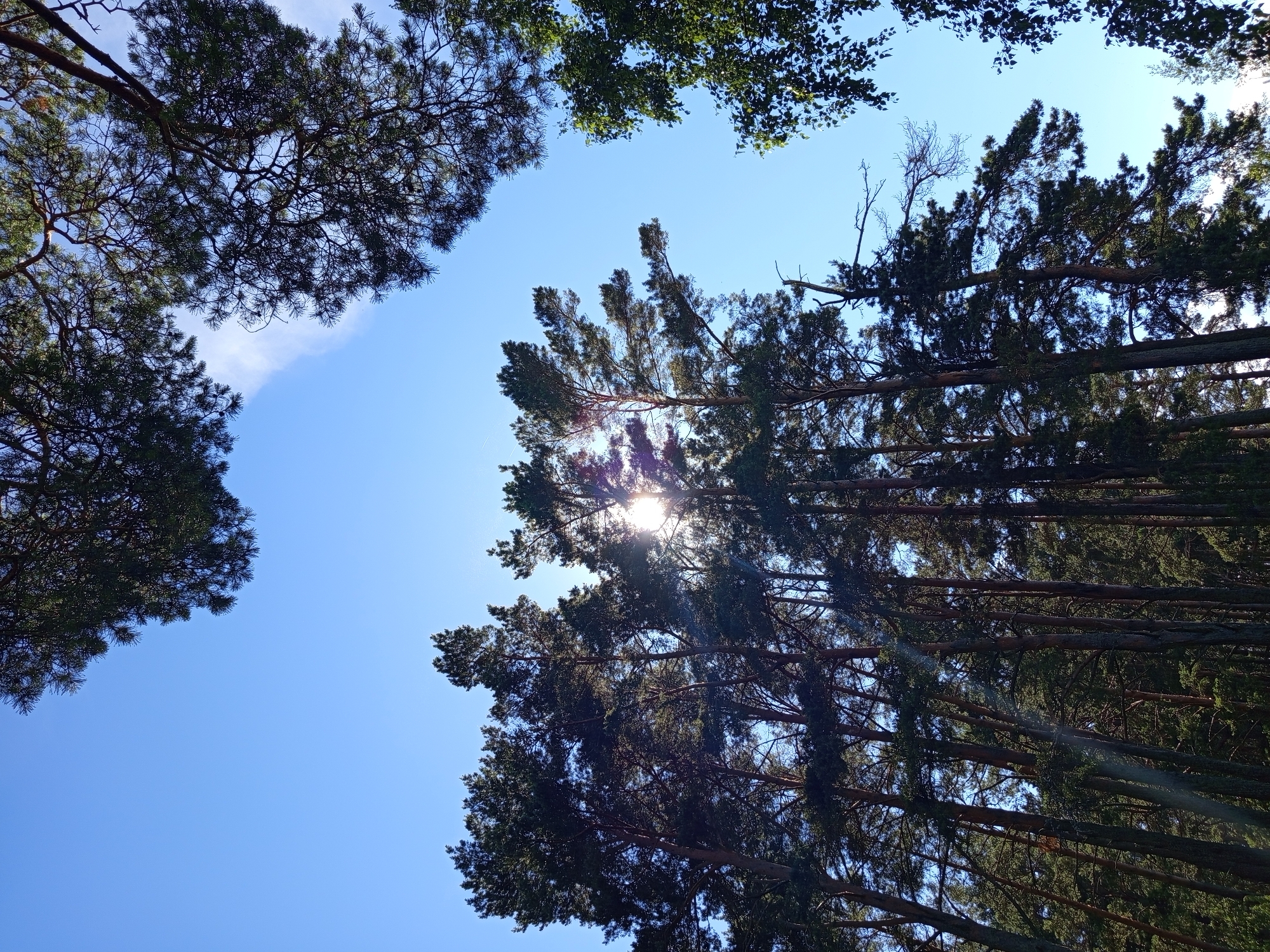 The image captures a view looking upwards through tall pine trees on a clear, bright day in Podborov'e, Russia. The sun is partially obscured by the dense foliage of the trees, casting a bright lens flare and rays of light through the branches. The sky is a vibrant blue, with a faint wispy cloud visible in the upper right quadrant. The trees are dense, with dark green needles, and their trunks are a reddish-brown. The lower portion of the image is filled with the towering trunks and canopies of the pine trees, creating a natural, outdoor environment. There are no people or animals visible in the image.
