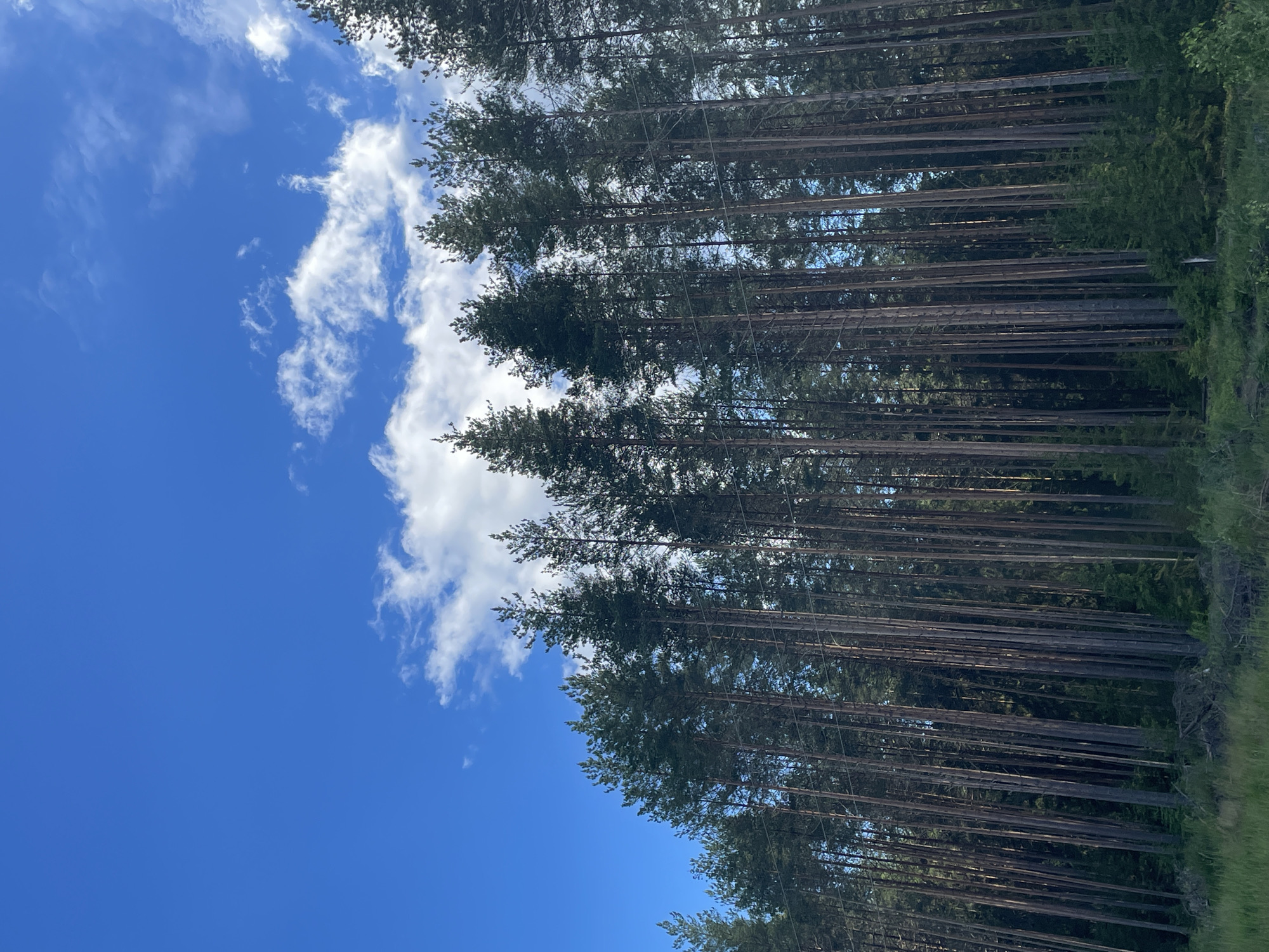 A low-angle, full-shot vertical photograph captures a dense forest of tall, thin pine trees against a bright blue sky dotted with scattered white clouds. The trees, predominantly dark green with textured brown trunks, form a seemingly endless wall that stretches across the frame from left to right. Some of the trees in the foreground appear to have faint lines running vertically up their trunks, possibly power lines. The forest floor is partially visible at the bottom of the image, showing a mix of green grass and scattered dead branches. The overall impression is of a natural, serene landscape, typical of rural areas, and likely located in the vicinity of Bol'shie Ozerki, Russia. There are no people or animals visible in the scene.