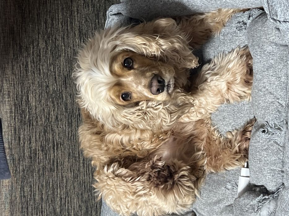 A long-haired dog, consistent with a Cocker Spaniel breed type, lies centrally in a grey, fabric dog bed. The dog has tan and golden-colored fur, with a distinct lighter, almost white fur pattern on the top of its head extending down its face. Its dark eyes are open, looking directly forward, and its nose is dark. Patches of darker brown fur are visible on its back. The dog bed exhibits multiple tears and frayed areas, exposing lighter internal material, particularly on the raised borders. A small white rectangular object, possibly a charging block or cable connector, is partially embedded in the bed's fabric near the dog's right front paw. The background consists of a dark grey textured fabric, likely upholstery. The scene is located in the city of Chaikovsky, Russia.