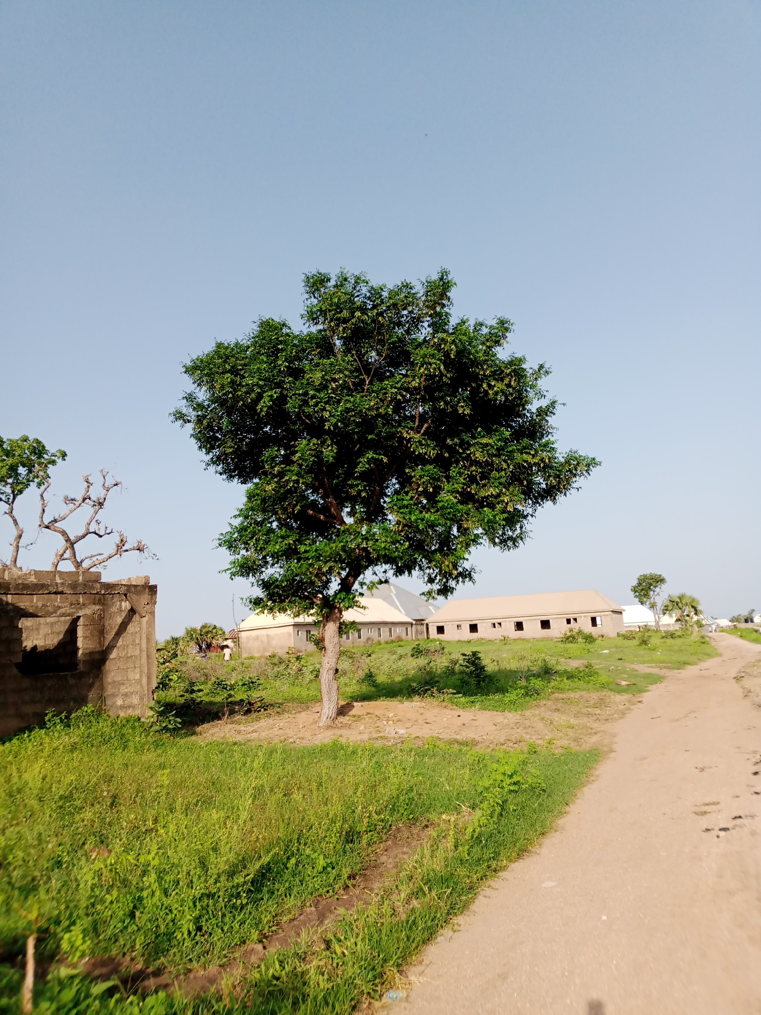 The image depicts an outdoor scene in Jauro Yinu, Nigeria, characterized by a clear sky and an uncluttered environment. In the foreground, a dirt path curves from the right into the distance, bordered by lush green grass on the left. A prominent, mature tree with dense green foliage stands in the middle ground, slightly to the left of center. Behind the tree, several buildings are visible, appearing to be under construction or newly built, with light-colored walls and roofs. To the left of the main tree, an unfinished brick structure with a visible window opening is present. Further in the background, more buildings and sparse vegetation can be seen, extending towards the horizon under the bright sky. The overall impression is one of a developing rural or semi-urban area.