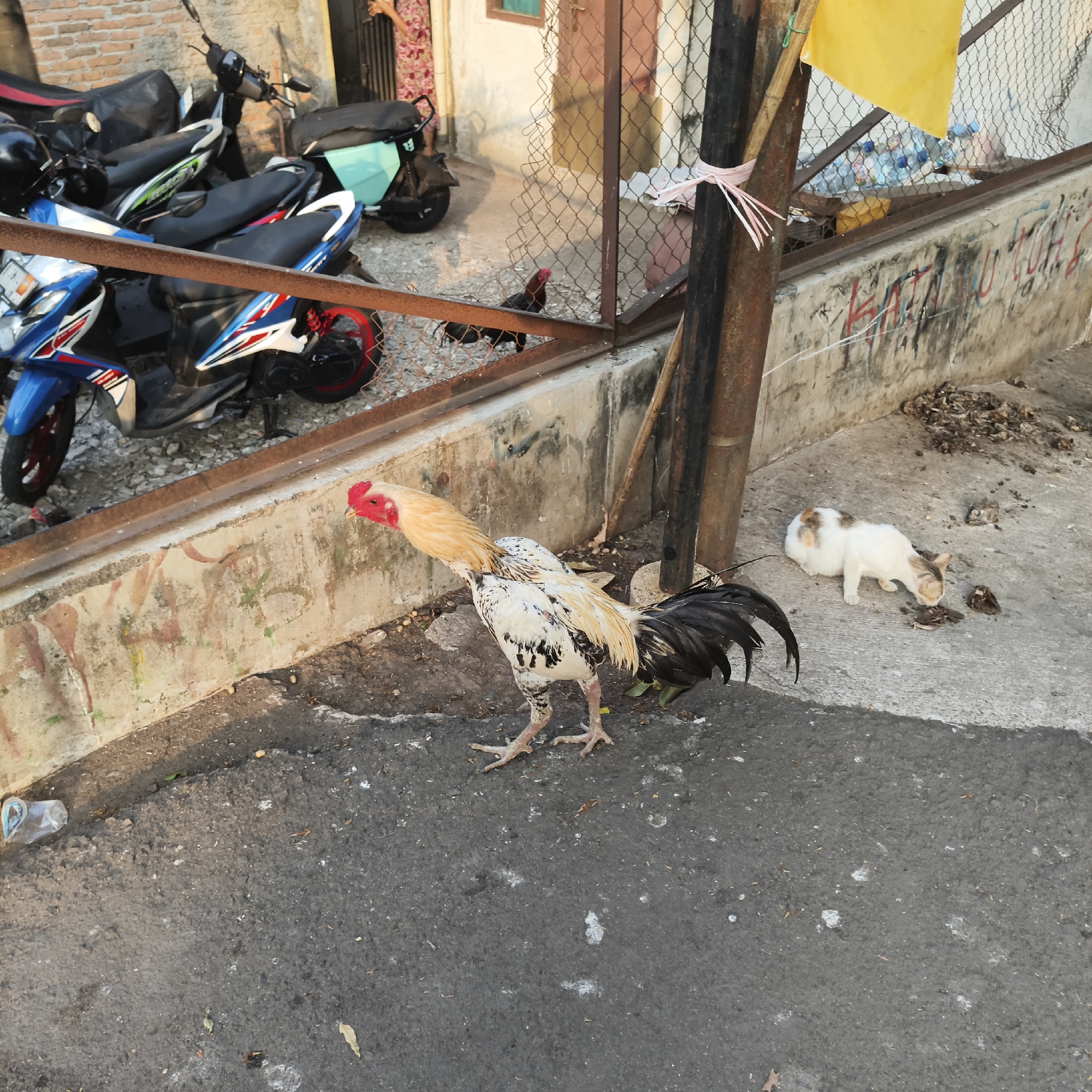 In the city of South Jakarta, Indonesia, a rooster with a pale yellow neck and white, black, and brown speckled body stands on asphalt. The rooster is facing left, with its comb and wattles bright red. Behind the rooster, a white cat with orange markings is eating from the ground, with some small dark objects around it. The scene takes place in an outdoor area with a concrete wall in the background that is covered in graffiti. A chain-link fence separates the foreground from a collection of motorcycles parked behind it. A yellow plastic bag is tied to a metal pole. The ground is littered with debris and some fallen leaves.