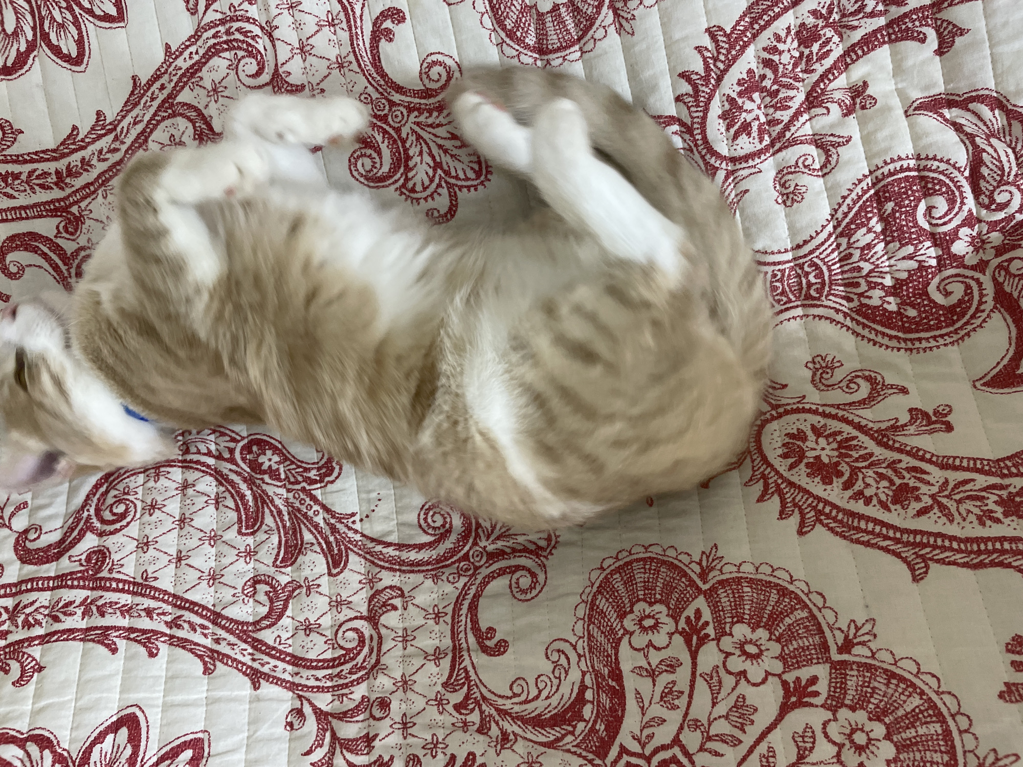 A blurry, top-down view shows an orange and white cat curled up on a white quilted surface with a red paisley pattern. The cat's body is mostly in focus, but its head and tail are slightly blurred, indicating movement. The cat is lying on its back with its paws extended upwards. The background is a fabric with a repeating red paisley design on a white quilted surface. The image was taken indoors, likely on a bed or sofa, in Pokoinoe, Russia.
