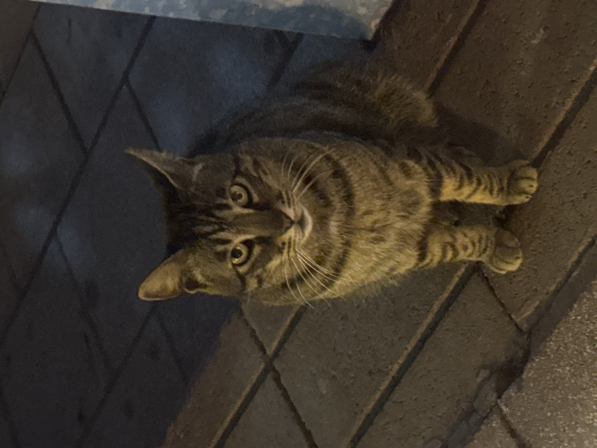 A tabby cat lies on a brick surface. The bricks are dark and appear to be outside. The cat looks up toward the camera with wide eyes. The top left of the image suggests the presence of a wall or structure. No people are visible. The location, Ramat Gan, Israel, is not discernible within the image itself.
