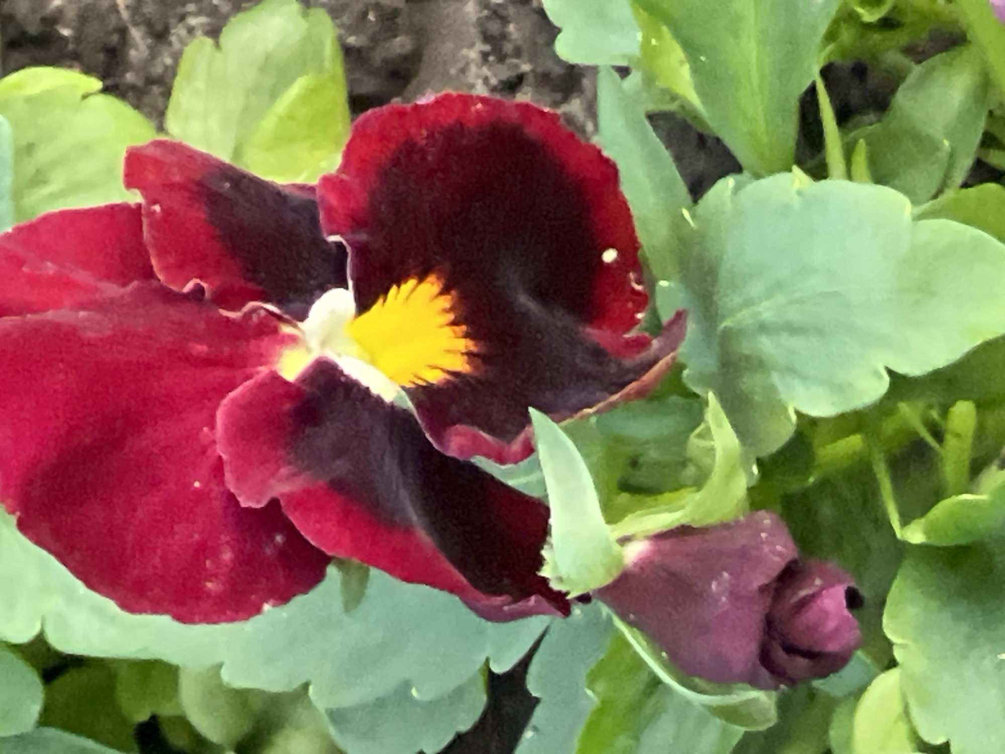A close-up shot depicts a vibrant pansy flower in bloom, showcasing a deep red and dark maroon color scheme with a bright yellow center. The flower is surrounded by lush green leaves. A bud, in a similar dark hue as the flower, is also visible. The location cannot be determined from the image.