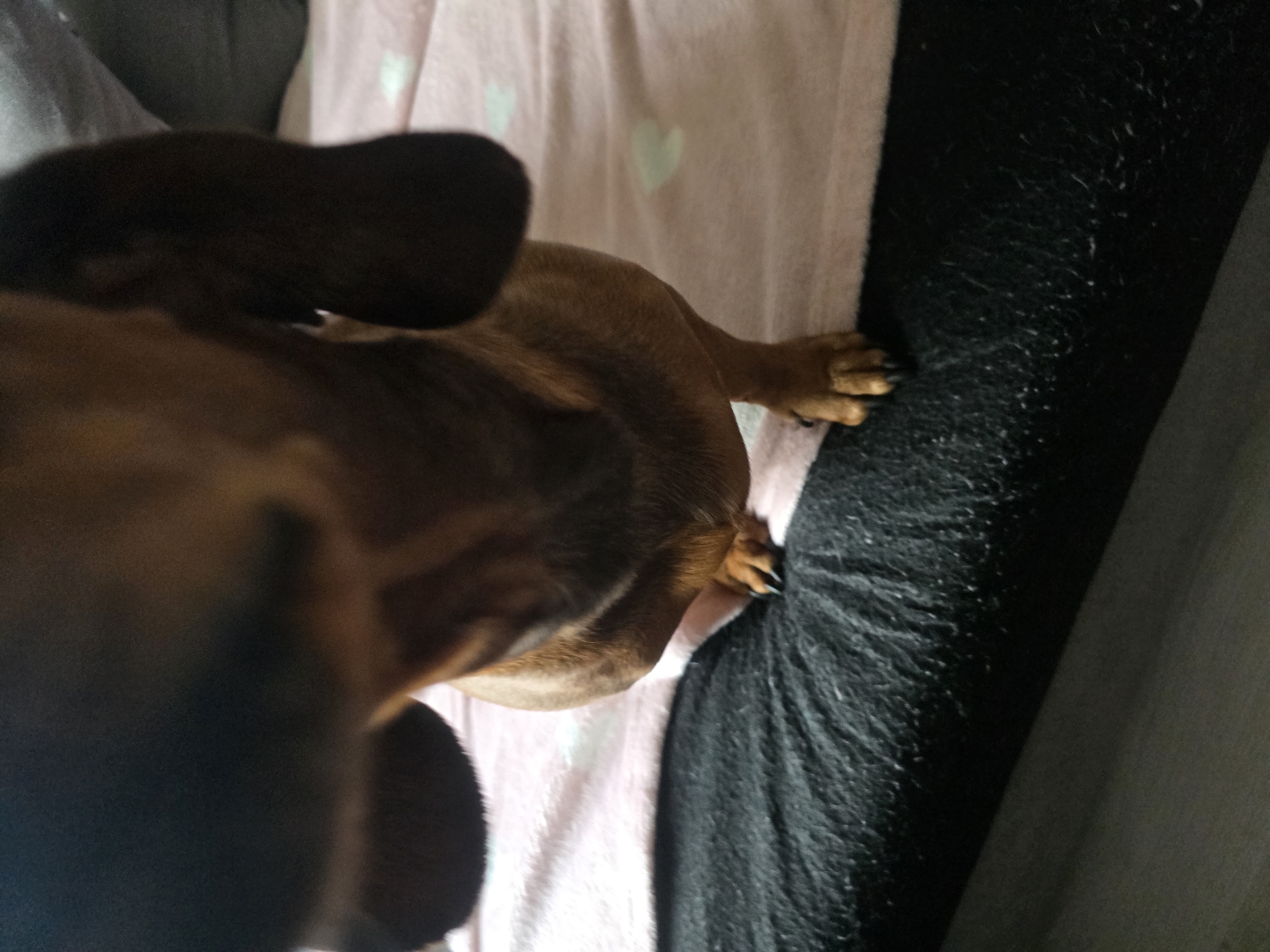 A brown dachshund stands on a black surface, with its front paws on a pink blanket adorned with white hearts. The dog's head is out of focus and close to the camera, obscuring much of its face. The background is blurred.
