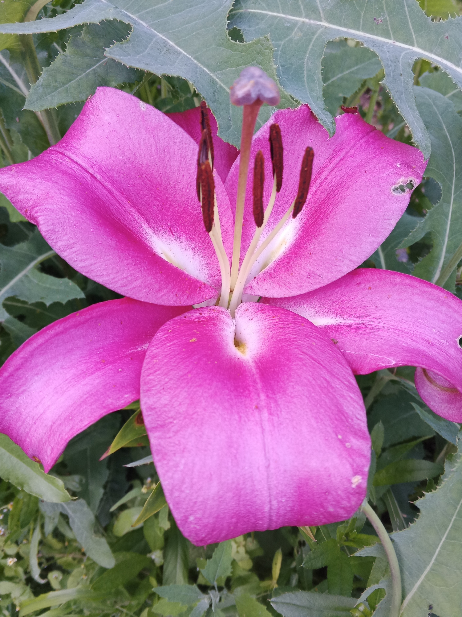 A close-up, vertical, eye-level shot captures a vibrant, bright pink lily in full bloom. The flower dominates the frame, with its large, delicate petals unfurled and slightly wavy. The center of the lily reveals its reproductive parts: several thin, brown stamens topped with dark pollen, and a central pistil with a pale, purplish stigma. Subtle white or cream-colored accents are visible on some of the inner petals. The background consists of lush, green foliage, with some of the lily's broad, serrated leaves visible in sharp focus around the bloom. The lighting appears natural, suggesting an outdoor setting. No people or animals are present. The image was taken in the city of Suvorov, Russia.