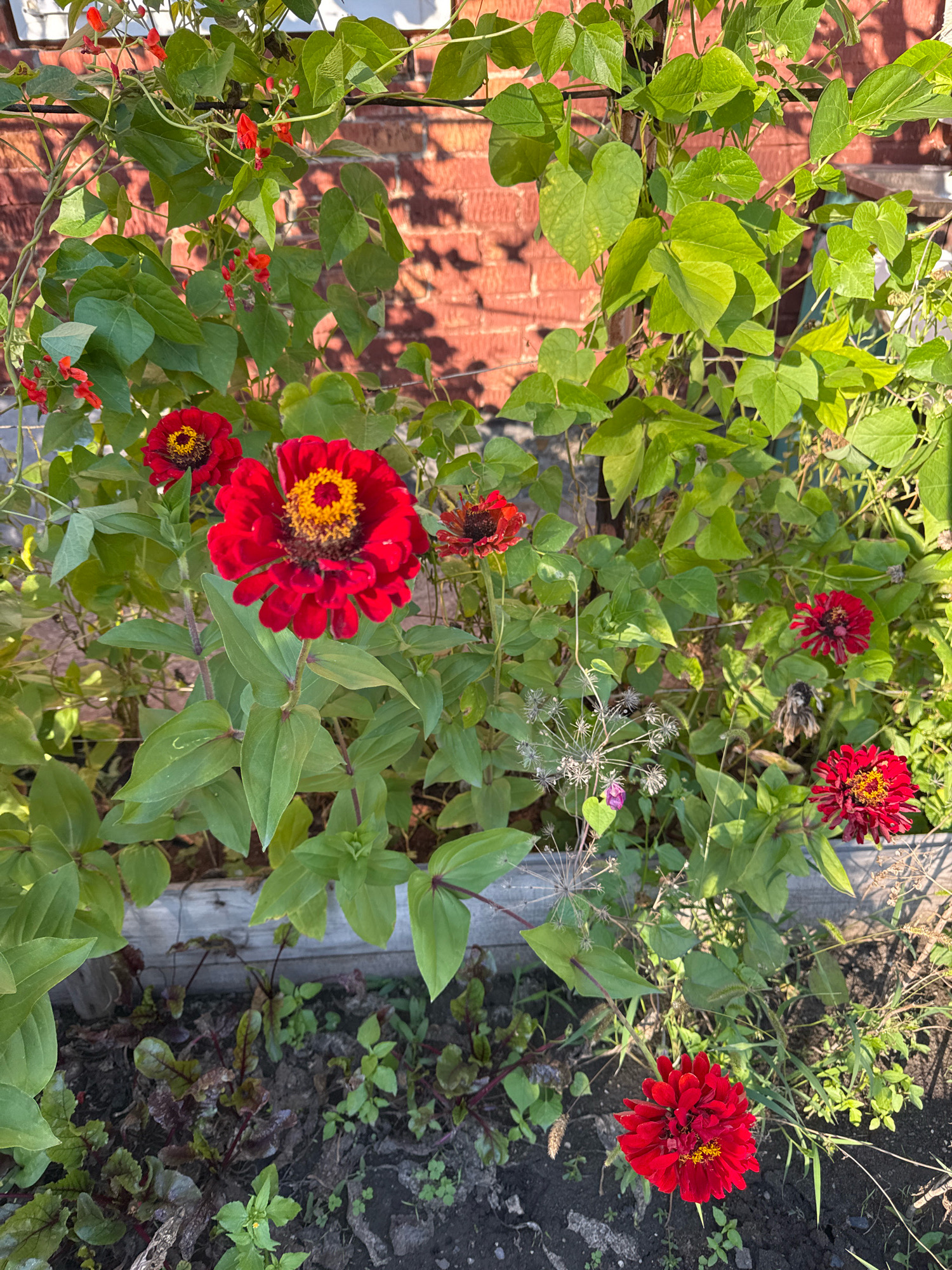 This is a close-up, eye-level, outdoor photograph taken on a sunny day in Novo-İavlenka, Kazakhstan. The image features a variety of plants and flowers, with a primary focus on several vibrant red zinnias. In the foreground, a large zinnia bloom is prominently displayed with its petals unfurled, revealing a bright yellow center. Behind it, another zinnia is partially visible, and a smaller, fully red zinnia is positioned to the right. The zinnias are surrounded by lush green foliage and stems.
Above the zinnias, climbing vines with heart-shaped leaves are visible, some bearing small red flowers. A brick wall with a rough texture serves as a backdrop, casting shadows on the plants. The ground beneath the plants is dark soil, with some sparse weeds and dried plant matter. A wooden planter box is partially visible along the bottom edge of the image. The overall scene depicts a garden environment, likely a flower bed or backyard garden.