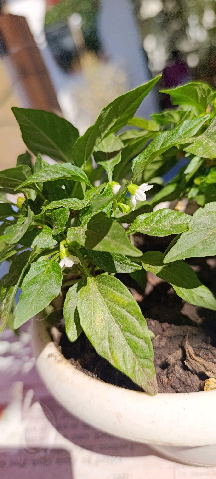 The image shows a close-up view of a small pepper plant in a white pot. The plant has several green leaves and a few small white flowers. The pot is filled with dark soil, and some dry twigs are visible. The background is blurred, showing some out-of-focus reflections that suggest an indoor environment with sunlight coming through a window. There are no people or animals in the image. The location in the city of Zaliznyi, Russia is not discernible from the visual information provided in the image.