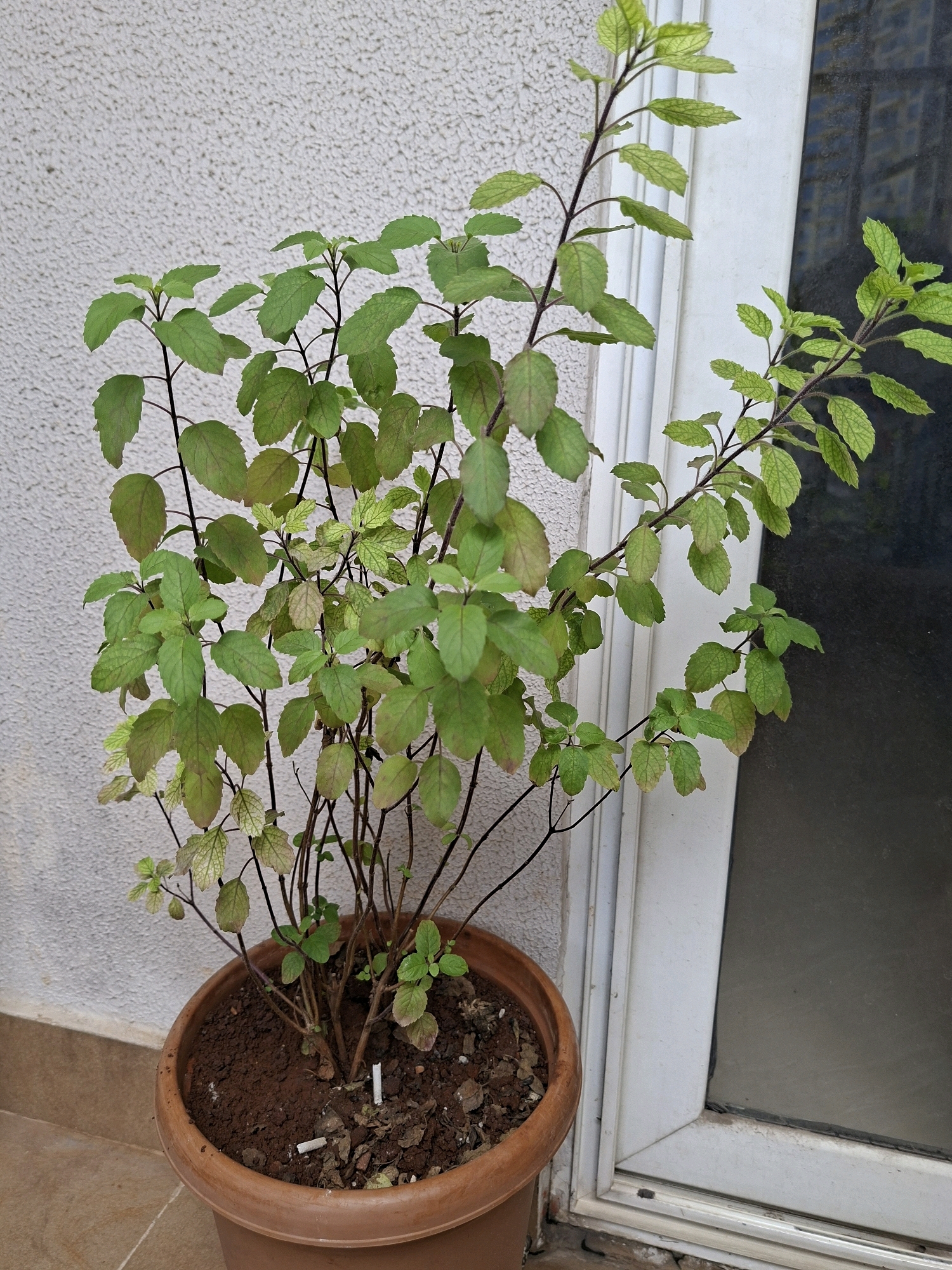 A medium shot captures a potted Holy Basil (Tulsi) plant with green and slightly yellowish leaves, growing in a brown plastic pot filled with dark soil. The plant is positioned on a tiled floor against a textured off-white wall. To the right, a white window frame is visible, with a dark-tinted window pane reflecting a building. The scene is devoid of people and activity, presenting a still life of the plant and its immediate surroundings. The lighting suggests it is daytime. The location is a residential area in Pune, India.