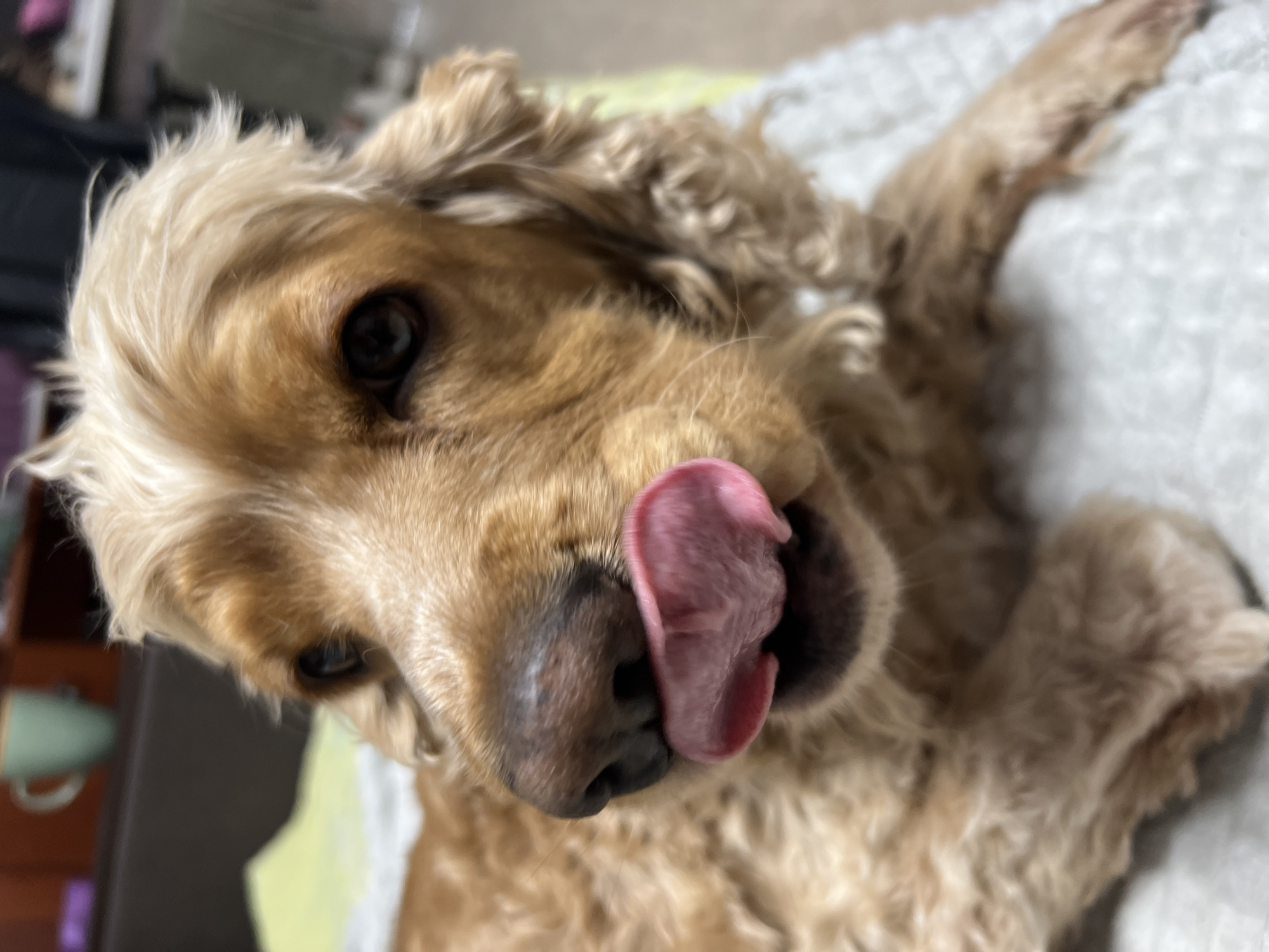 A tan Cocker Spaniel dog is lying on its back, with its tongue sticking out. It is lying on a white textured surface. Part of a dark brown cabinet is visible in the background to the left. The dog is facing the camera. The background appears to be a domestic indoor setting. The location of Chaikovsky, Russia, cannot be determined from the image.