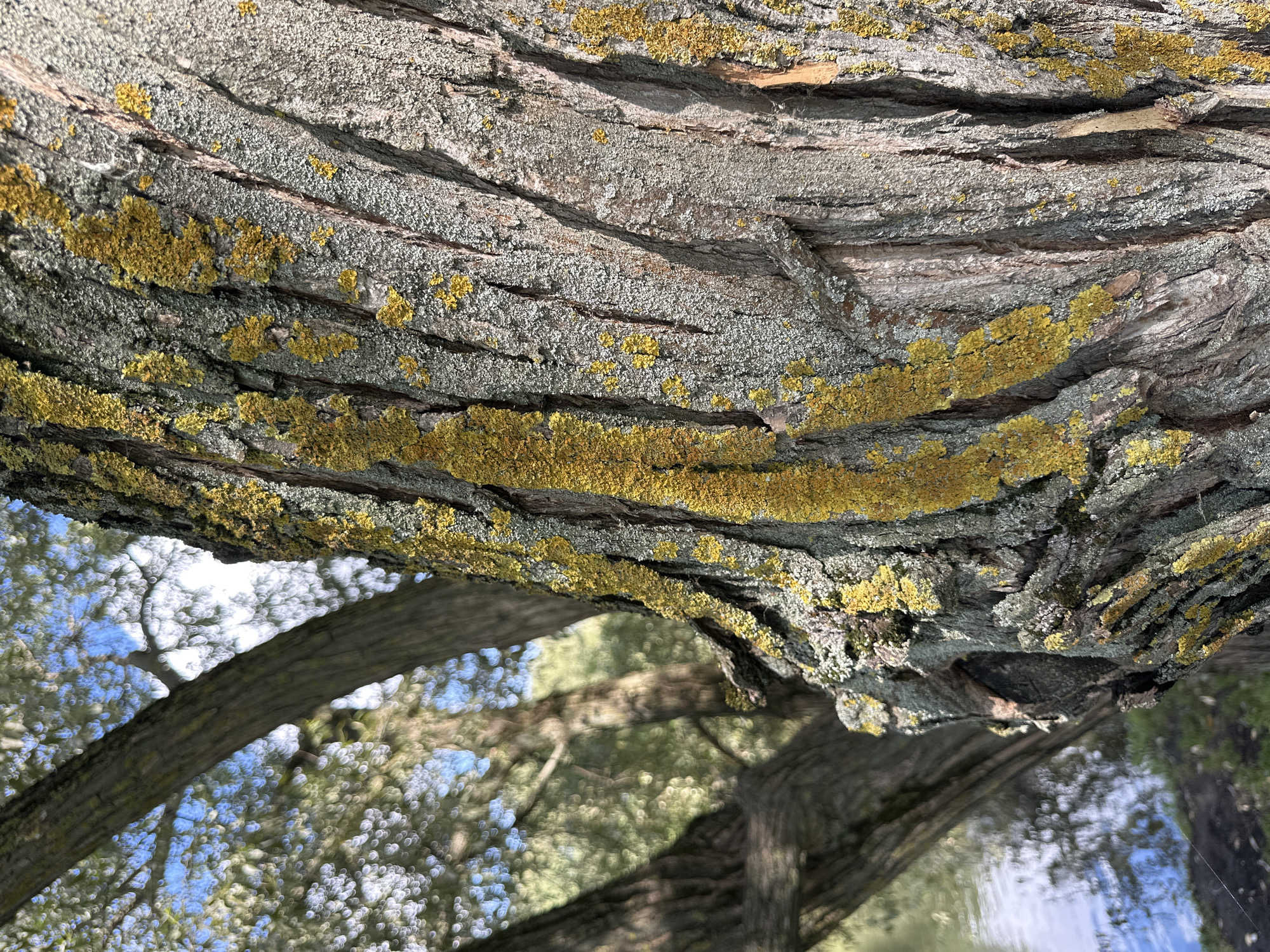 A close-up, eye-level shot focuses on the textured bark of a tree, which is covered in patches of bright yellow-green lichen. The bark itself is rough and deeply grooved, with shades of gray and brown. In the blurred background, the branches of other trees with soft, out-of-focus foliage are visible against a bright blue sky with scattered white clouds. A body of water, reflecting the sky and trees, can be seen to the left, with a patch of dark ground or grass in the foreground. The scene suggests an outdoor, natural setting, possibly a park or waterfront area within the city of Minsk, Belarus. There are no people or animals visible in the image.