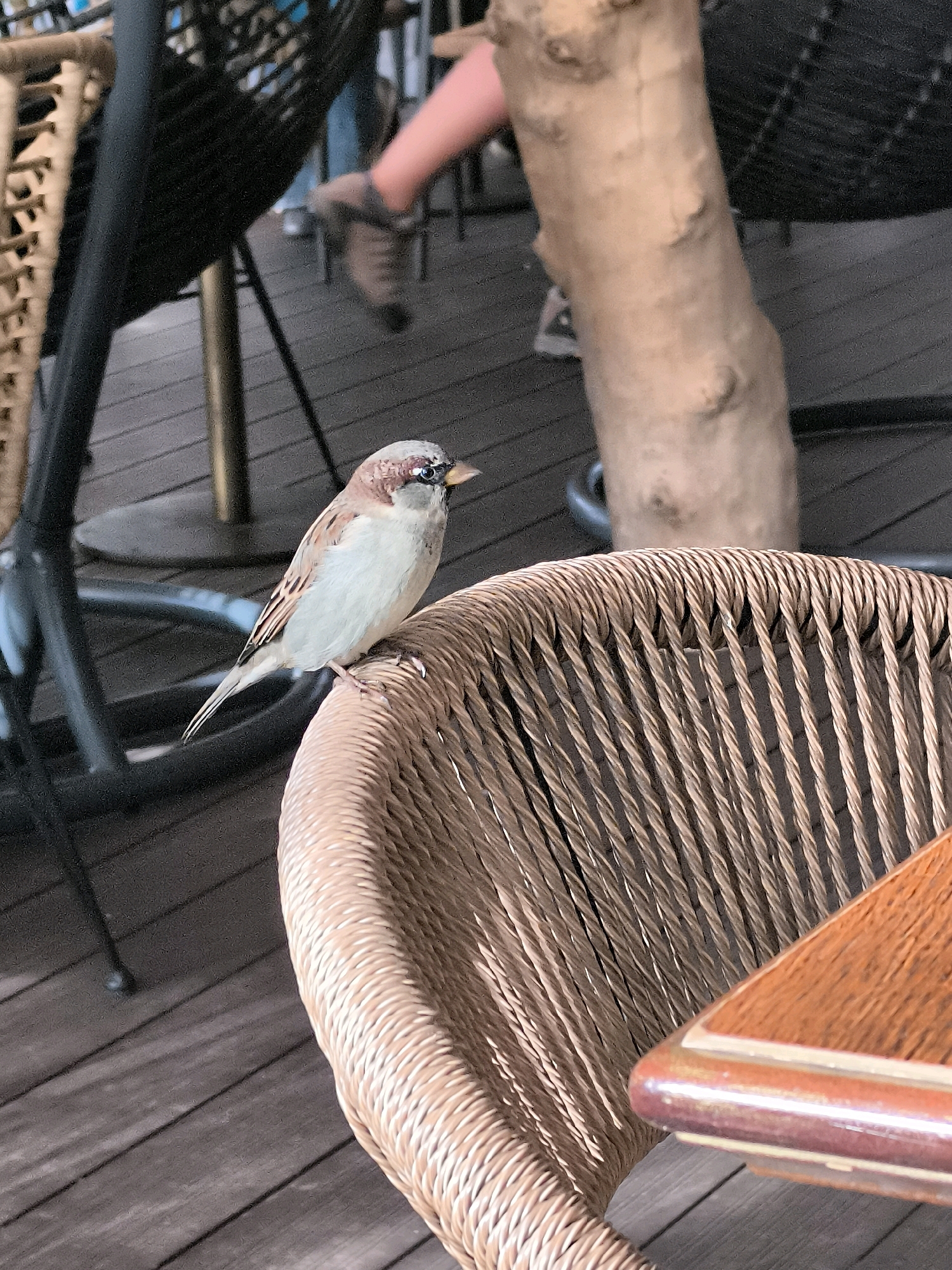 A house sparrow is perched on the woven seat of a light brown wicker chair. The sparrow faces right, its head slightly tilted. The chair is positioned on a wooden deck. In the background, a thin, rough-barked tree trunk stands vertically. A person's legs are visible, with one leg bent and the other partially obscured by the tree trunk. The person appears to be wearing jeans or trousers and brown shoes. To the left of the sparrow, a dark metal chair leg and part of a woven chair are visible. The environment suggests an outdoor seating area, possibly a cafe or restaurant, located in Klaipėda, Lithuania.