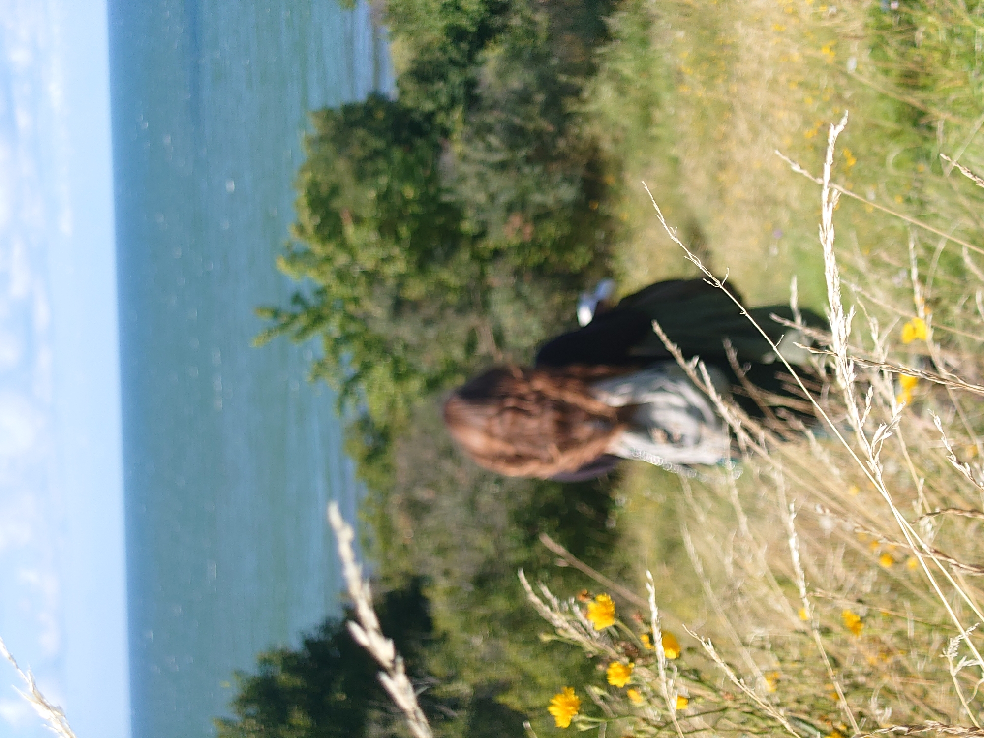 The image shows a person with long, brown hair from behind, wearing a backpack, standing in a grassy area with yellow wildflowers. The person is facing away from the camera and towards a body of water, likely the sea, which dominates the background. The water is blue and appears somewhat choppy, with a light blue sky and scattered clouds above. Trees and bushes are visible on the coastline behind the person. The overall scene depicts an outdoor landscape, possibly a coastal path or cliffside, in a natural setting. There is no information in the image to suggest the location is Primorye, Russia.