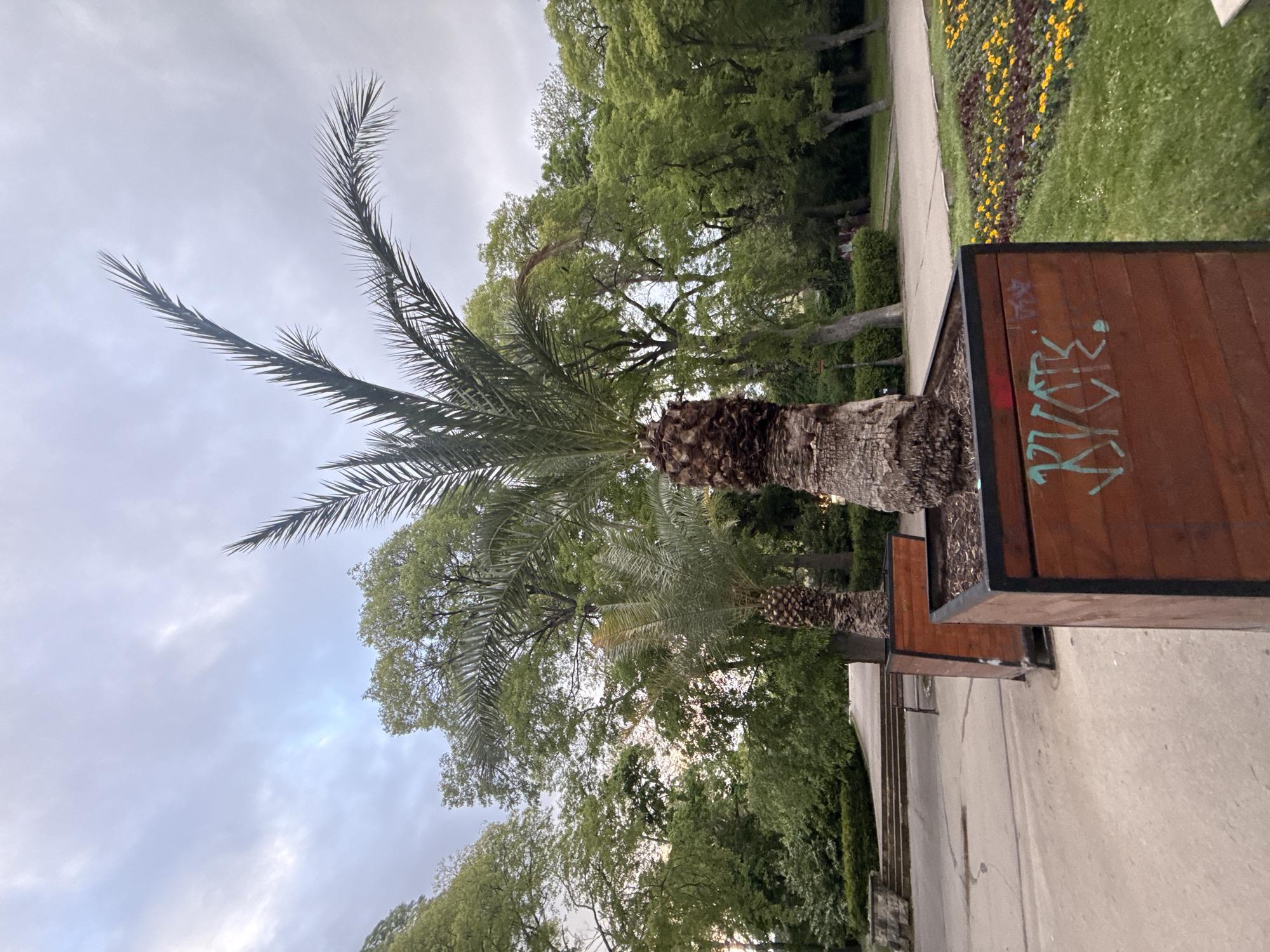 The image shows a view in a park or garden setting in Varna, Bulgaria. A palm tree is prominently featured in the foreground, its trunk and fronds extending into the frame. Behind the palm tree, there are other trees with lush green foliage. To the right, there is a planter box with graffiti on its wooden surface. The scene includes a paved pathway and a section of grassy area with flowers in the background. The sky is overcast with a slightly cloudy appearance.