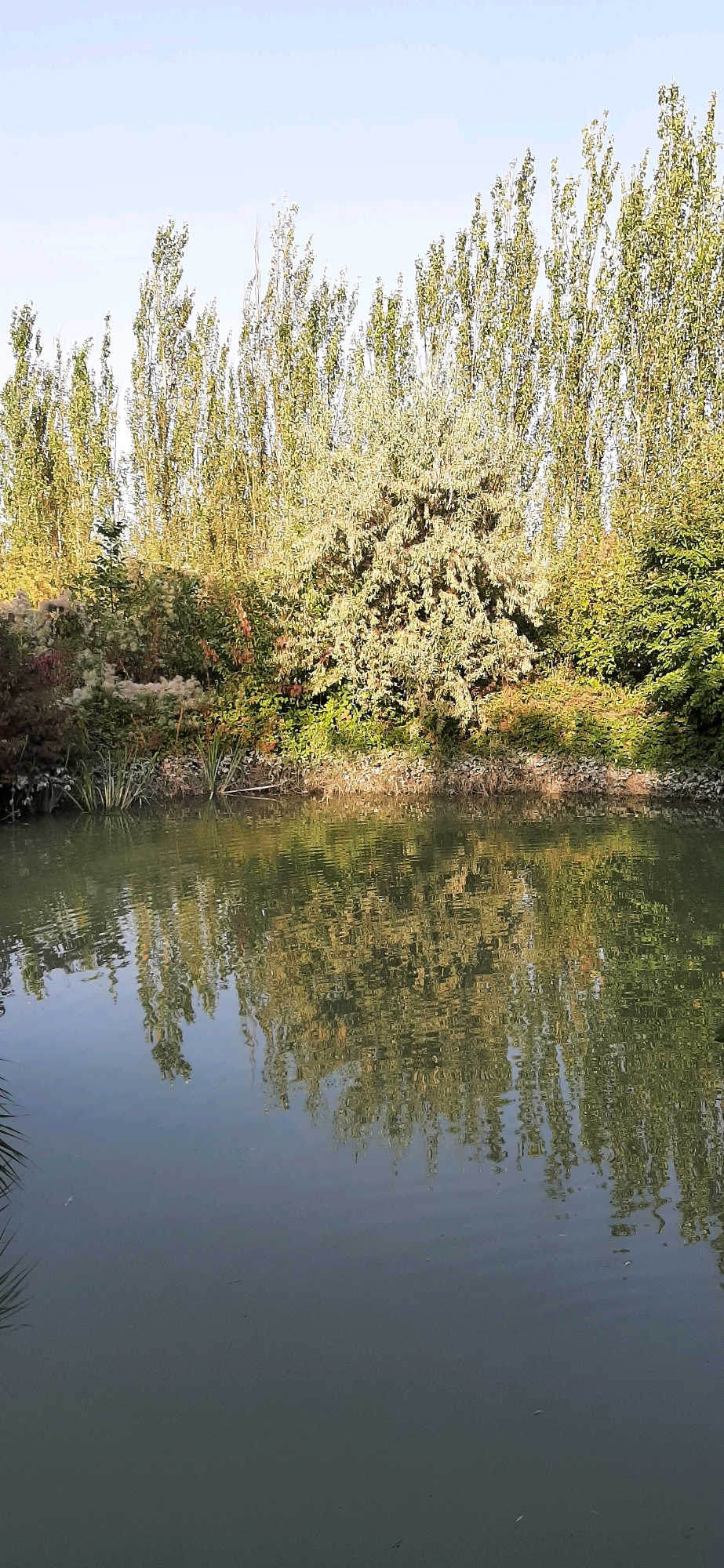 The image depicts a tranquil natural scene of a body of water reflecting a dense line of trees and vegetation. The water's surface is rippled, creating a distorted yet beautiful reflection of the greenery. The trees are tall and varied, with lush foliage. The sky above is a pale blue, suggesting it might be daytime with clear weather. The shoreline is densely packed with plants, giving the impression of an uncultivated or wild area. The overall impression is one of peacefulness and natural beauty. There are no people or man-made structures visible, and no actions or interactions are taking place. The location is identified as Zarechnoe, Kyrgyzstan.