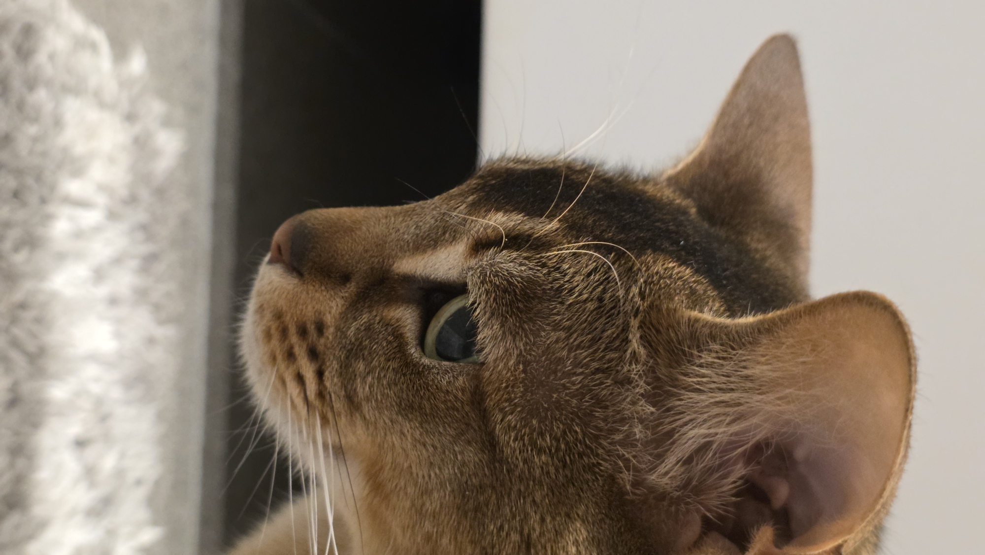 A close-up shot captures the profile of a brown cat looking upward. The cat's eye is visible, and its whiskers are prominent against the blurred background. The scene is indoors, with light and dark contrasting sections behind the cat. The location is not determinable from the provided image.