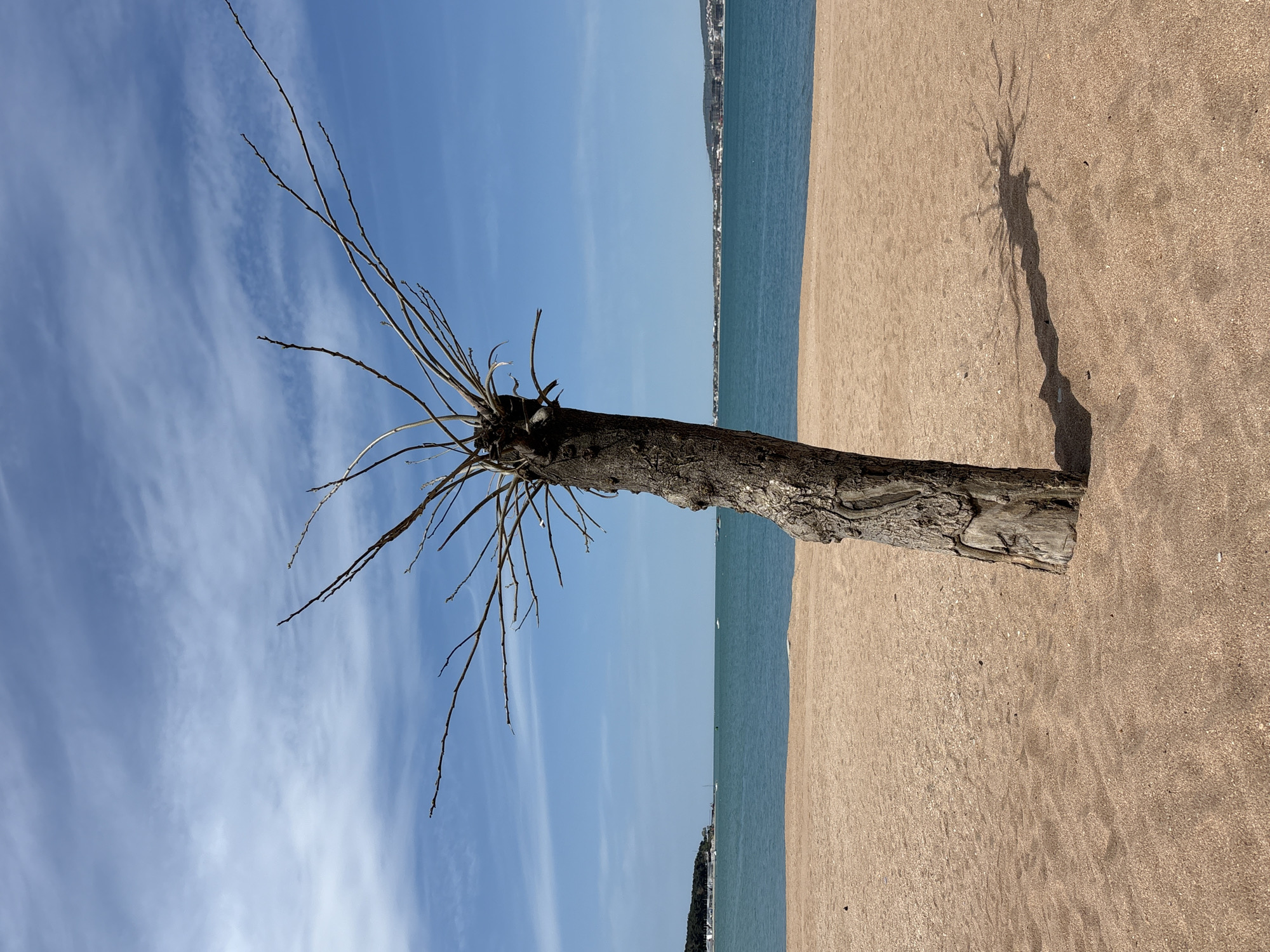 The image captures a serene coastal landscape in Gelendzhik, Russia, centered around a striking tree on a sandy beach under a bright sky. A prominent, gnarled tree trunk, appearing bare or dormant with numerous thin, leafless branches, stands in the foreground. Its rough, dark brown bark shows signs of age.
The tree casts a long, distinct shadow onto the light brown, textured sand, mirroring its intricate branching structure. To the left of the tree, the sandy beach stretches towards a calm, blue-green sea. In the distance across the water, a faint coastline with what appears to be buildings is visible, suggesting a distant town or city.
The sky above is a vibrant blue, adorned with wispy white clouds, indicating fair and sunny weather. The length and angle of the tree's shadow suggest the time of day is either mid-morning or late afternoon. The scene evokes a sense of peaceful solitude and natural beauty. No text is visible in the image.