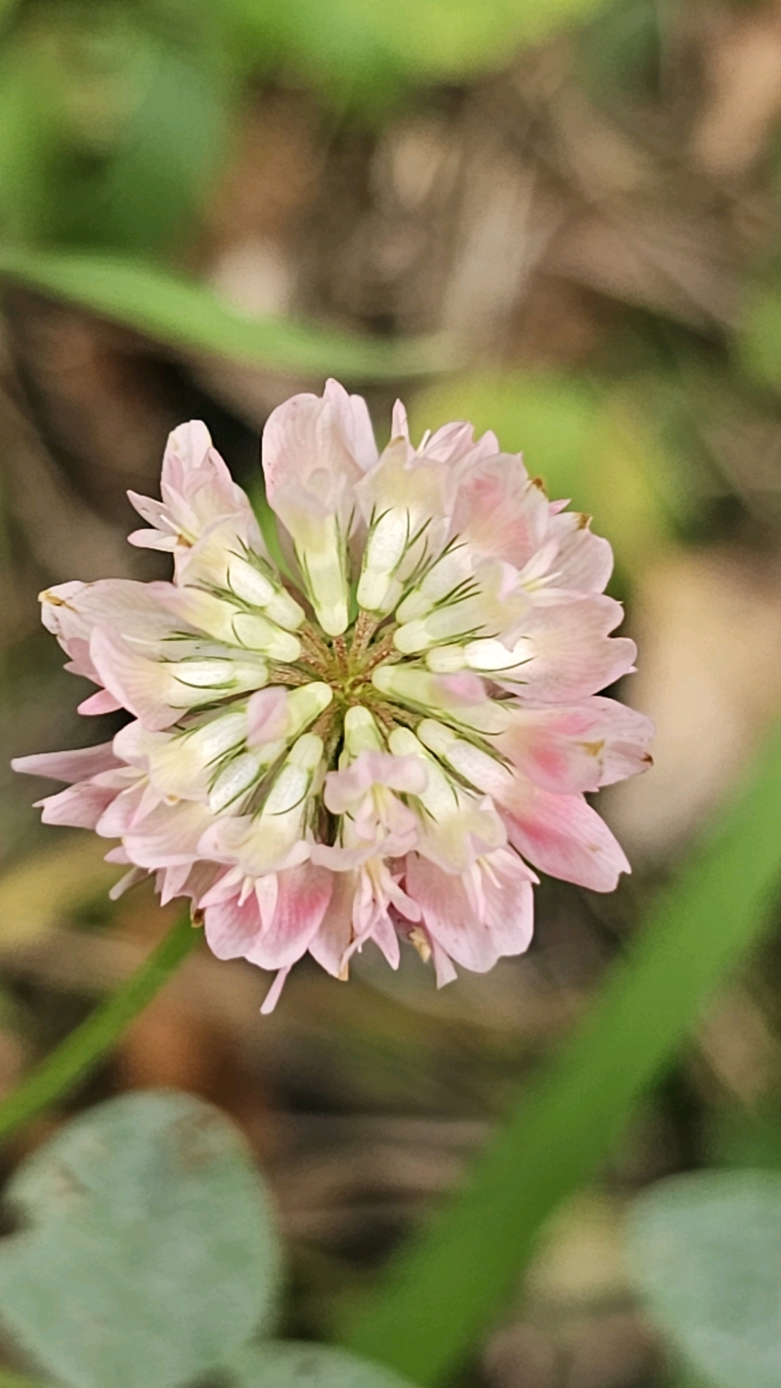 A close-up, top-down, vertical shot captures a pale pink clover flower in the foreground, its delicate petals unfurling around a cluster of cream and green florets. The flower's center displays a radial pattern of white structures with green tips, resembling small, tightly packed petals or sepals. The background is softly blurred, with out-of-focus elements of green foliage and brown earth, suggesting an outdoor, natural setting. The lighting is soft and natural, highlighting the subtle textures and colors of the flower. The image is sharp and focused on the flower, with depth of field creating a bokeh effect in the background. The location is identified as a natural area in the city of Shishkino (Domodedovo), Russia. There are no people or specific actions depicted.