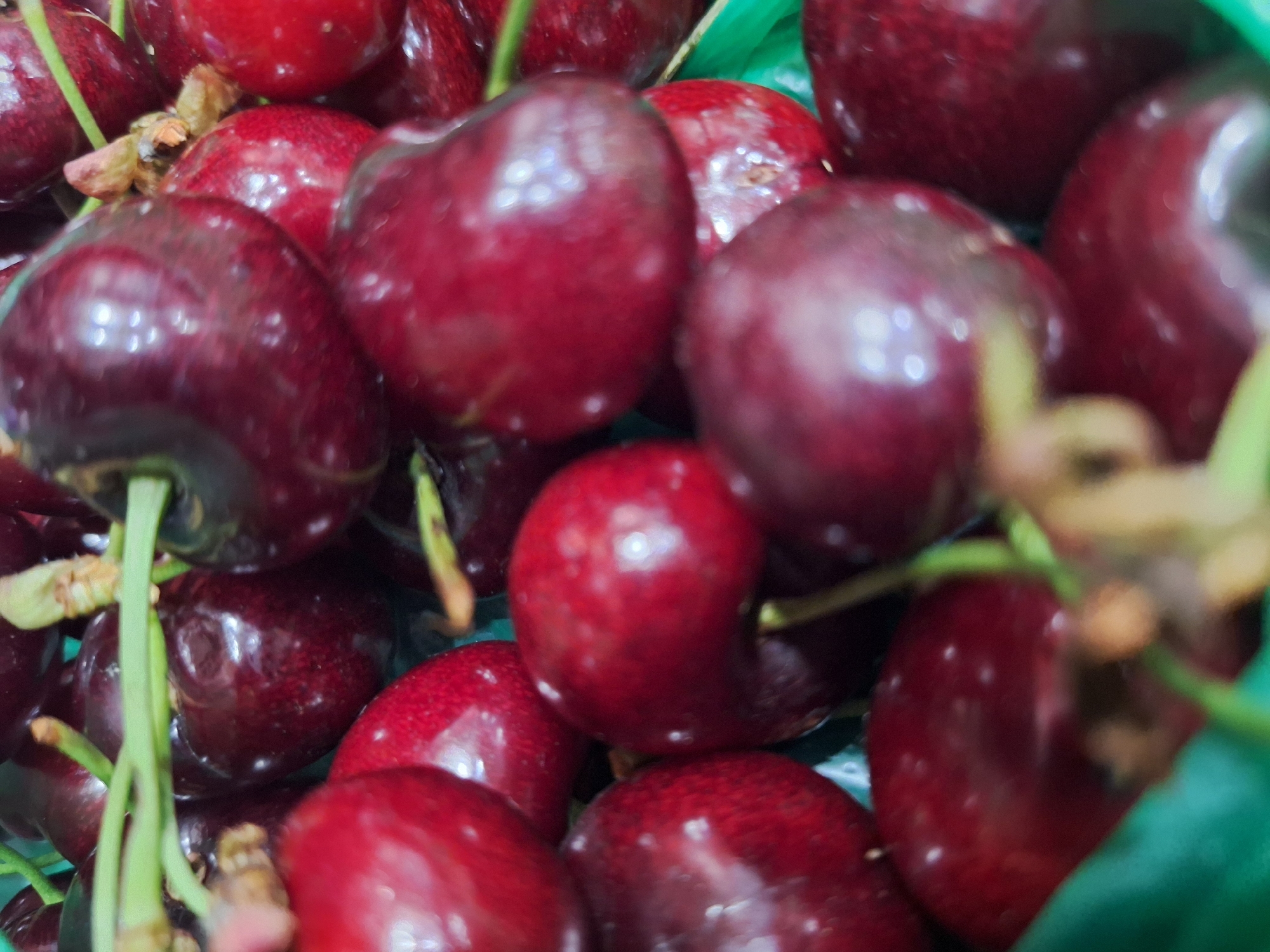 A close-up, slightly blurred, overhead shot captures a pile of dark red cherries in a green container. The cherries are plump and glossy, with some showing small white specks on their surface. Several green stems are visible amongst the fruit, indicating they are fresh and still attached. The lighting creates highlights and reflections on the smooth skin of the cherries, adding to their vibrant appearance. There are no people or any discernible Varna landmarks present in this image. The focus is entirely on the texture and color of the cherries.