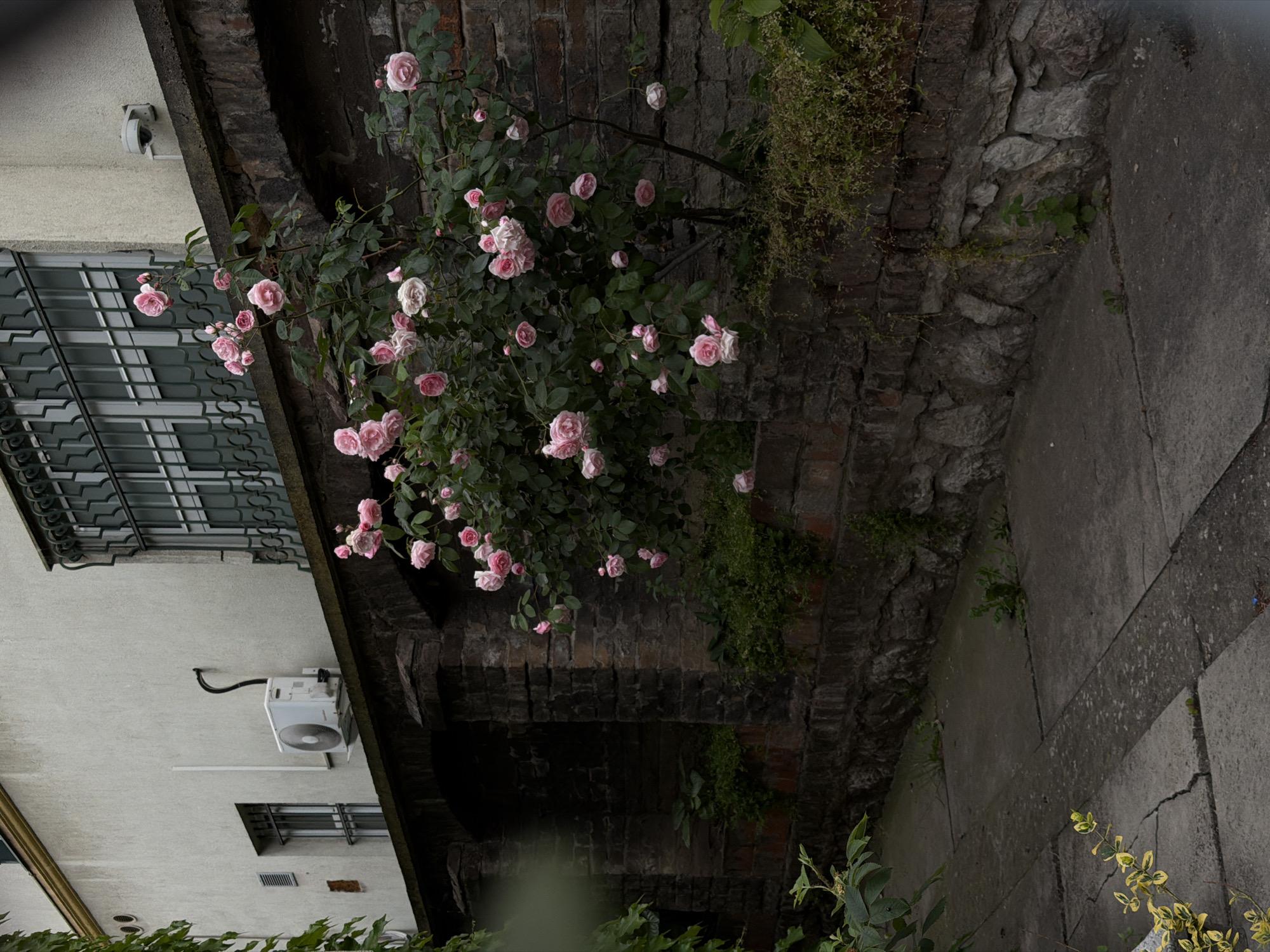 The image shows a building facade in Vracar Urban Municipality, Serbia. A rose bush with pink blooms is growing against a dark brick wall with an archway. A section of the building is visible, including a window with metal grating, a white air conditioning unit, and a portion of the building's corner. The ground is concrete with cracks. Vegetation is present at the bottom of the frame.
