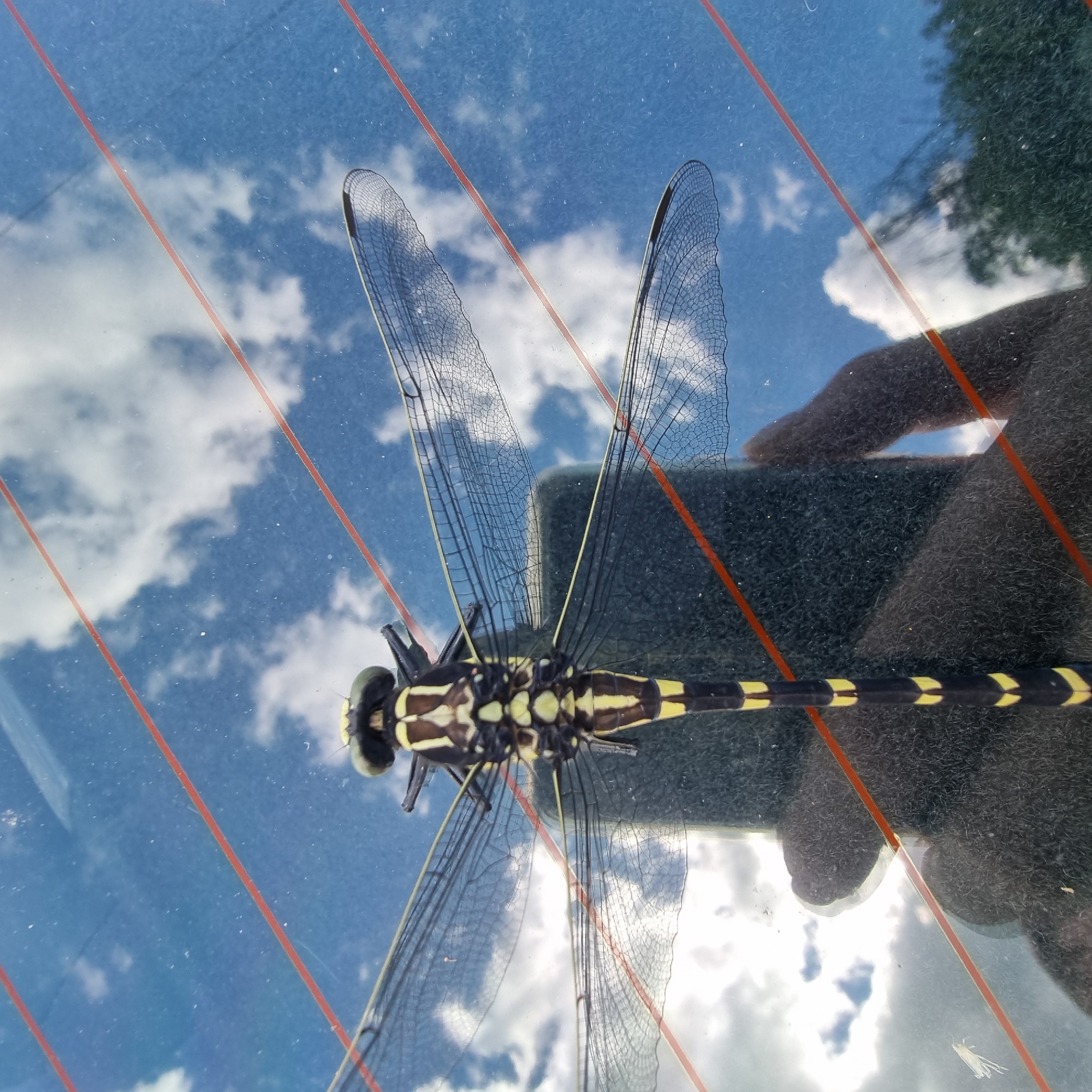 A dragonfly rests on a surface reflecting a cloudy blue sky. The dragonfly is black with yellow markings on its abdomen and thorax. Its wings are transparent with a network of dark veins. The surface it rests on appears to be a window, indicated by the red defroster lines and reflections of trees and a hand. The lighting suggests it is daytime, likely sunny given the bright sky and clouds. The location context is Dunnae-myeon, South Korea. No visible text is present.