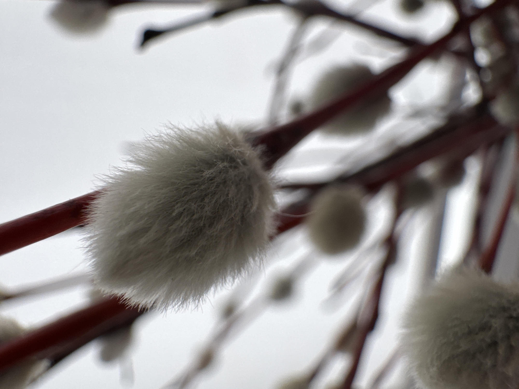 The image depicts a close-up of pussy willow branches against a cloudy sky. The branches are reddish-brown, and the buds are covered in soft, fuzzy, greyish-white hairs. Other than the statement that the photo was taken in Noviy, Russia, there is no information about the location. There are no people visible in the scene. The primary subjects are the pussy willow branches and their buds. The main action is the flowering or budding process, evident in the soft, fuzzy appearance of the buds. The environment appears to be outdoors due to the presence of the sky in the background.