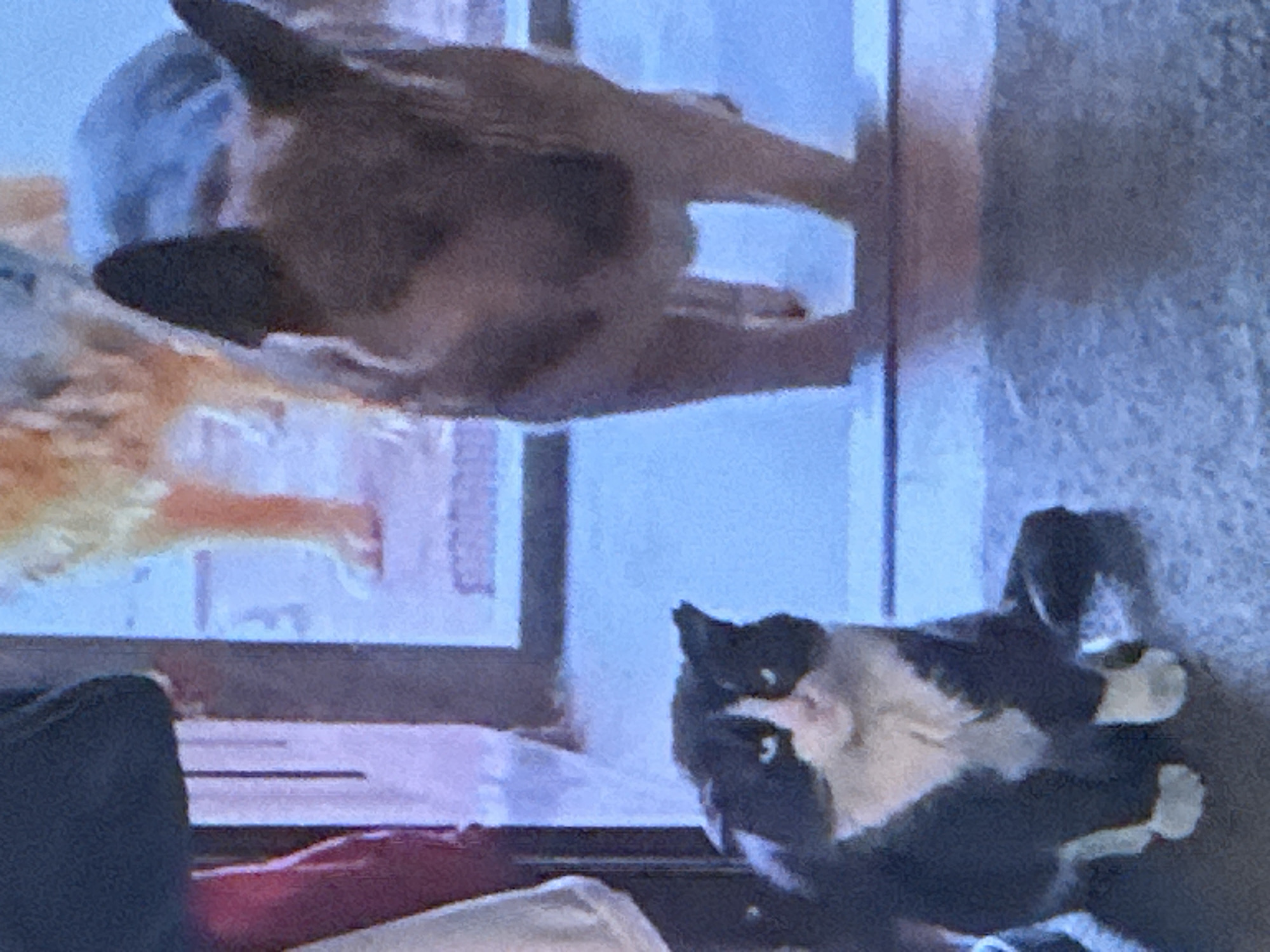 A black and white cat sits on a floor with a German Shepherd dog in the background. The cat is facing the viewer with its body angled to the left. The dog is facing forward, with its head tilted slightly. The scene appears to be indoors, possibly in a home. The lighting is dim and the image is grainy, suggesting it was taken in low light conditions or with a low-quality camera. The background is blurred, making it difficult to discern specific details of the environment.