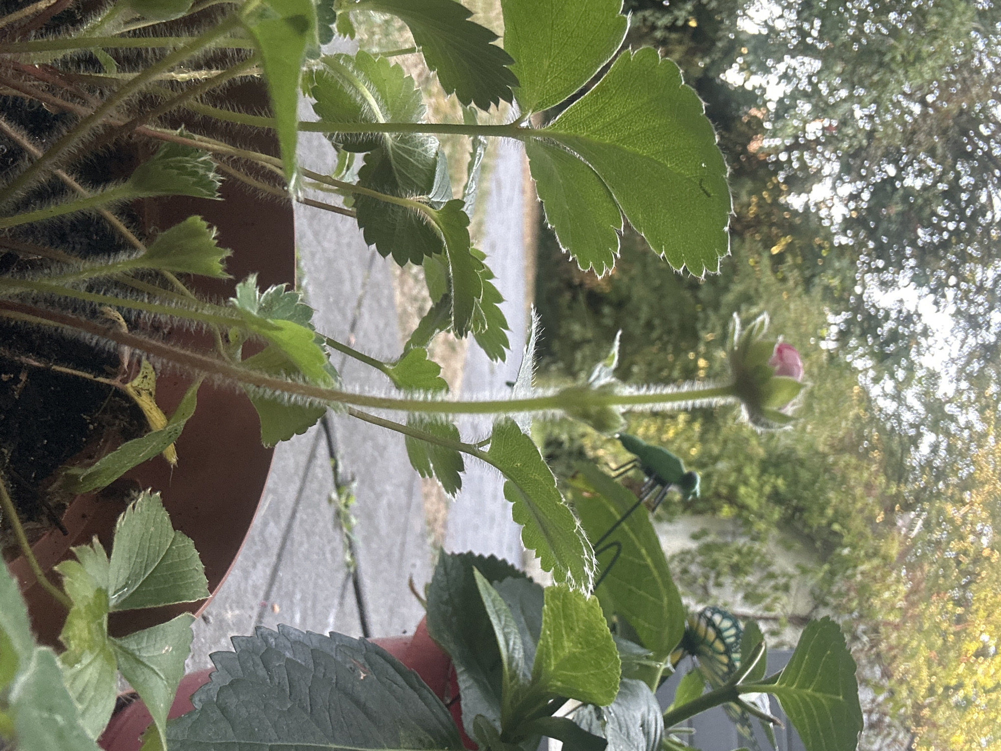 A close-up shot captures a small strawberry plant with a single pink bud atop a slender stem. The plant's fuzzy green leaves and stems are in sharp focus, contrasting with the blurred background of lush green trees and a paved walkway. Two decorative garden ornaments, a green insect and a colorful butterfly, are visible in the distance, adding a whimsical touch to the scene. The setting appears to be a garden or patio area in Krefeld, Germany, with the soft afternoon light casting a warm glow on the foliage.