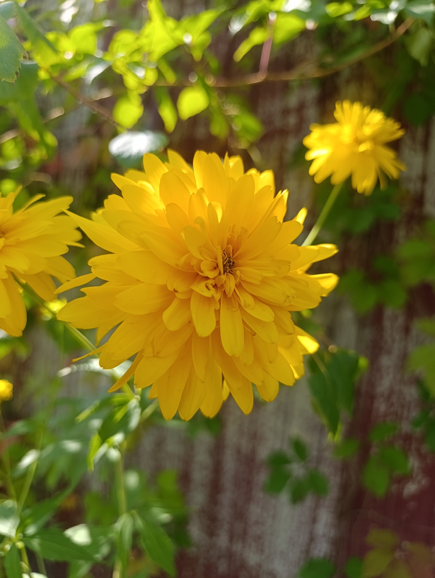 A close-up, slightly overhead shot captures a bright yellow, fully bloomed double-flowered daisy in the foreground. The flower's numerous petals are tightly packed, creating a pom-pom-like effect. To the left, another partially visible yellow daisy is also in focus. In the background, out-of-focus green foliage, illuminated by sunlight filtering through, creates a dappled effect against a textured, reddish-brown surface, possibly a wooden fence. The environment suggests an outdoor garden setting in Mailuu-Suu City, Kyrgyzstan, bathed in warm, natural light.