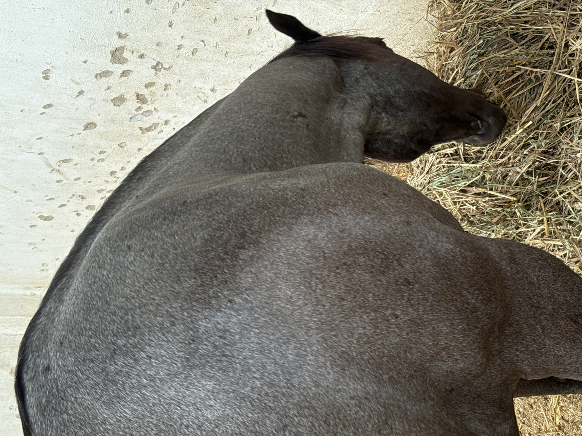 A gray horse is eating hay in San Gregorio Atzompa, Mexico. The horse's head is turned towards the hay, which is piled on the ground. The horse is positioned next to a white concrete wall.
