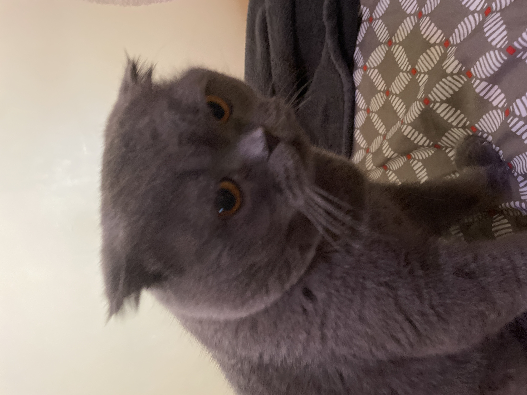 An extreme close-up shot shows the face of a grey Scottish Fold cat. The cat's ears are folded forward, and its orange eyes are looking downwards and to the right. The cat's fur is visible in detail, with individual strands of hair distinguishable. The background is out of focus and appears to be a wall with a subtle pattern. The image is lit from above and to the left, creating shadows on the cat's face.