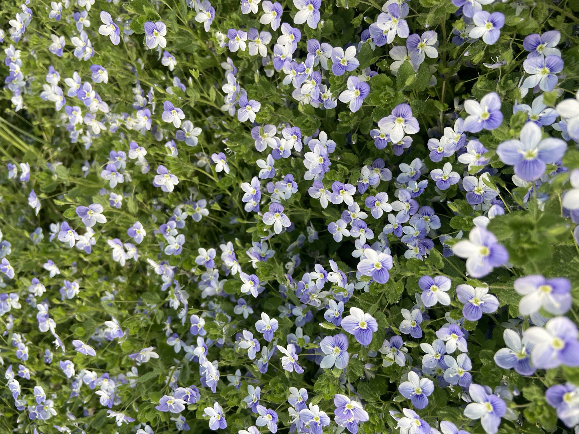 A dense patch of blue and white Veronica persica flowers in Chaikovsky, Russia. The flowers are small, four-petaled, and cover the green foliage beneath.