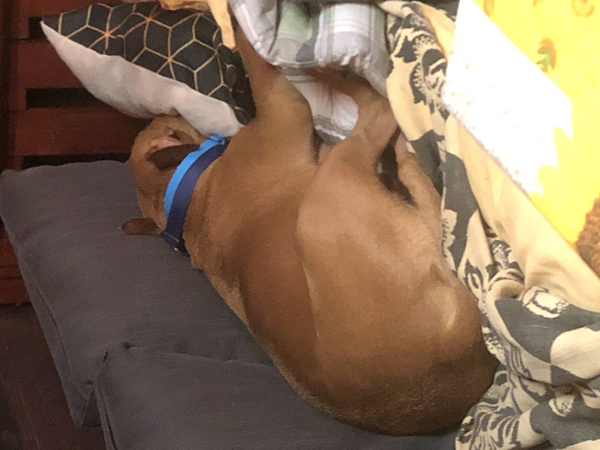 A brown dog with a blue collar is lying on a gray cushion. The dog is curled up and partially covered by a gray, white, and black patterned blanket and a pillow with a geometric design. The scene appears to be indoors. There is no explicit evidence suggesting the location is Lom, Bulgaria.