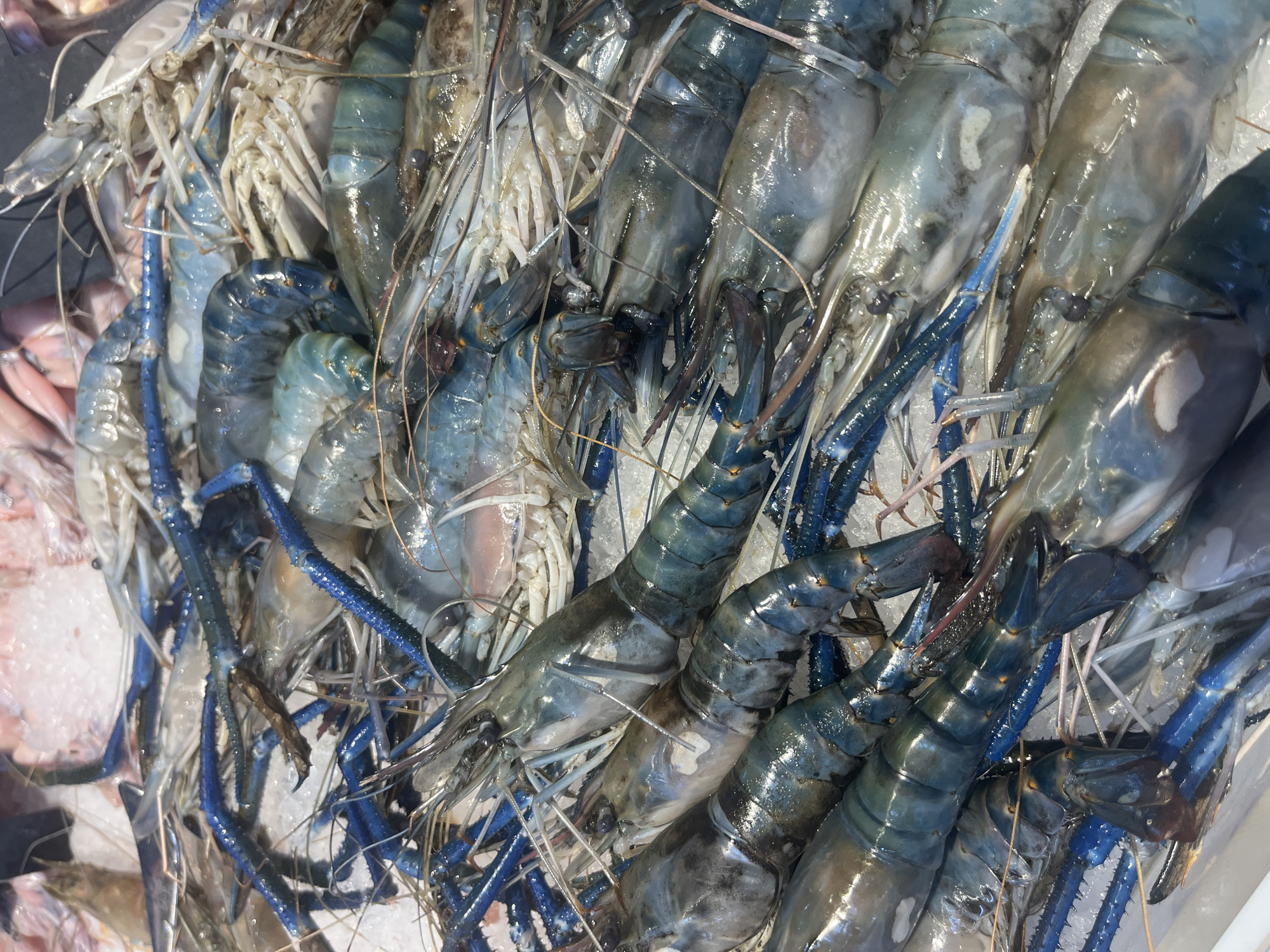 A close-up, overhead shot displays a large pile of fresh, uncooked giant freshwater prawns displayed on a bed of crushed ice. The prawns are a mix of blue and grey colors, with long, blue antennae and legs. Some prawns are whole, while others appear to have been partially processed. The lighting is bright, likely from overhead fixtures in a market or store. In the background, partially visible, are more seafood items on ice, including what appear to be fish. The scene suggests a commercial seafood display.