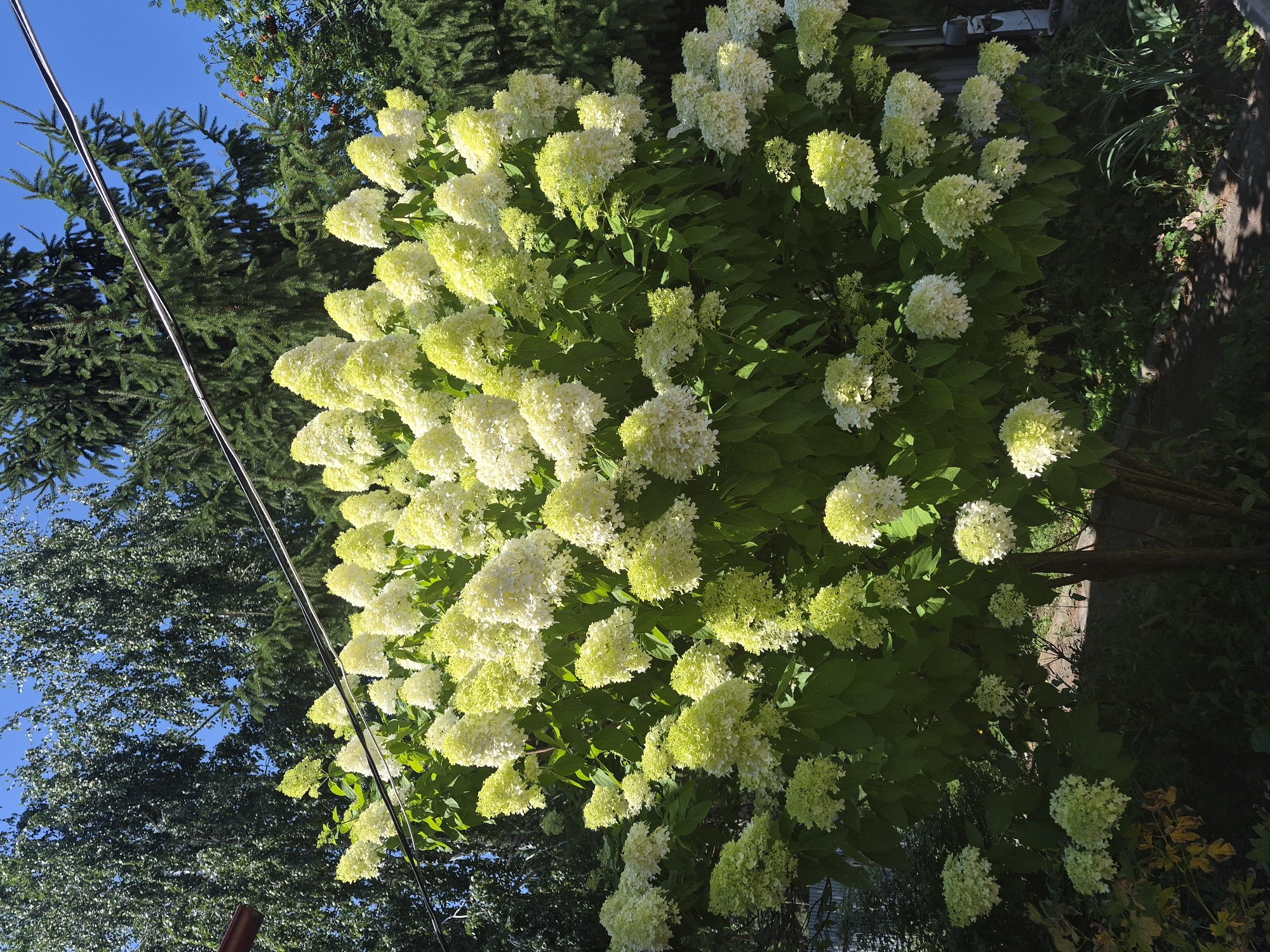 A large hydrangea bush with white and pale green flowers fills the center of the frame. The bush is densely packed with large conical flower heads and green leaves. The background consists of tall evergreen trees and a bright blue sky. A black electrical wire is visible running horizontally across the upper portion of the image. The scene is outdoors, likely in a garden or park.