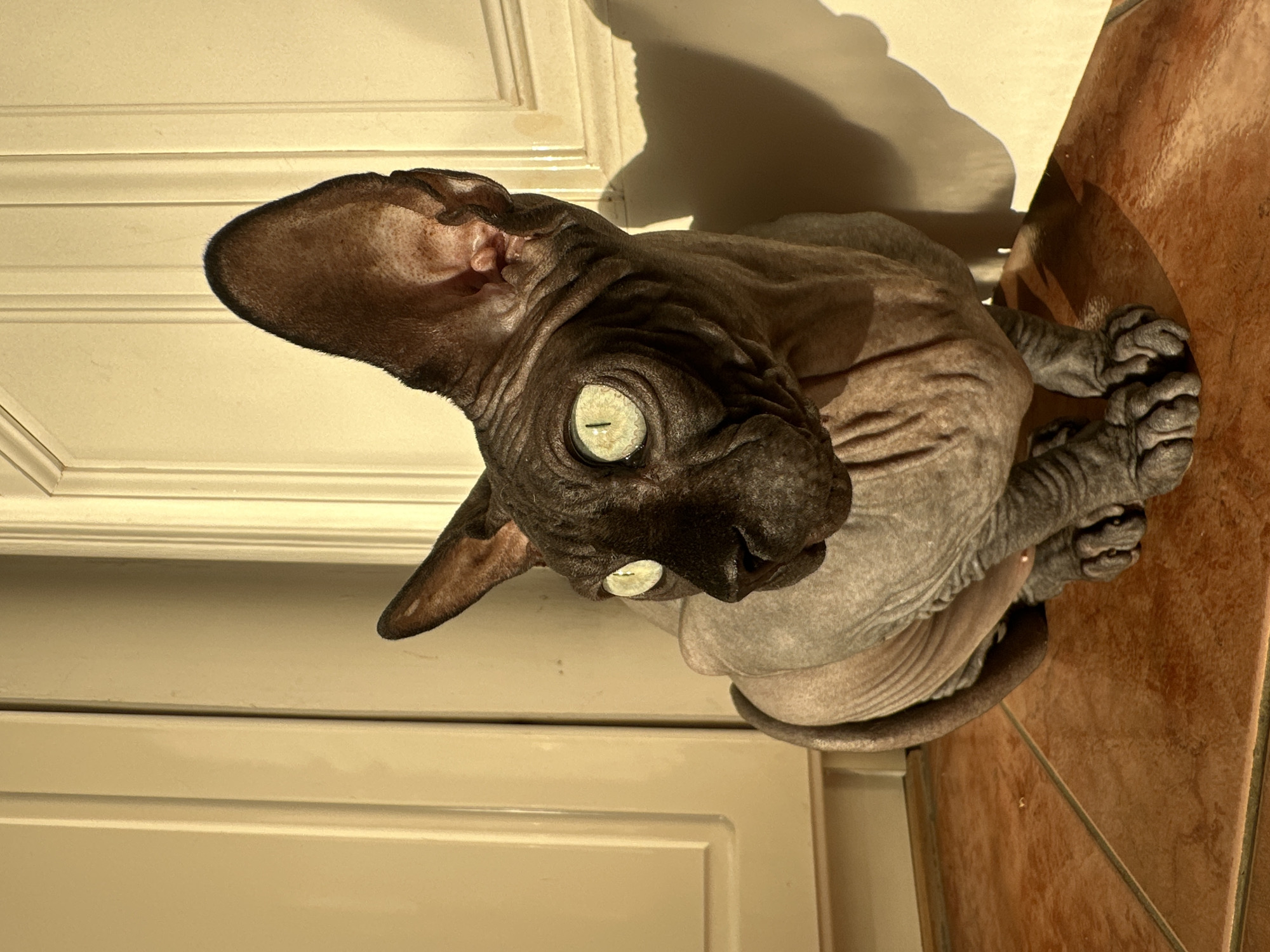 A grey Sphynx cat with green eyes is sitting on a tile floor, partially obscured by a cream-colored cabinet. The cat is looking up at the viewer. The exact location in Budva, Montenegro, cannot be determined from this image.