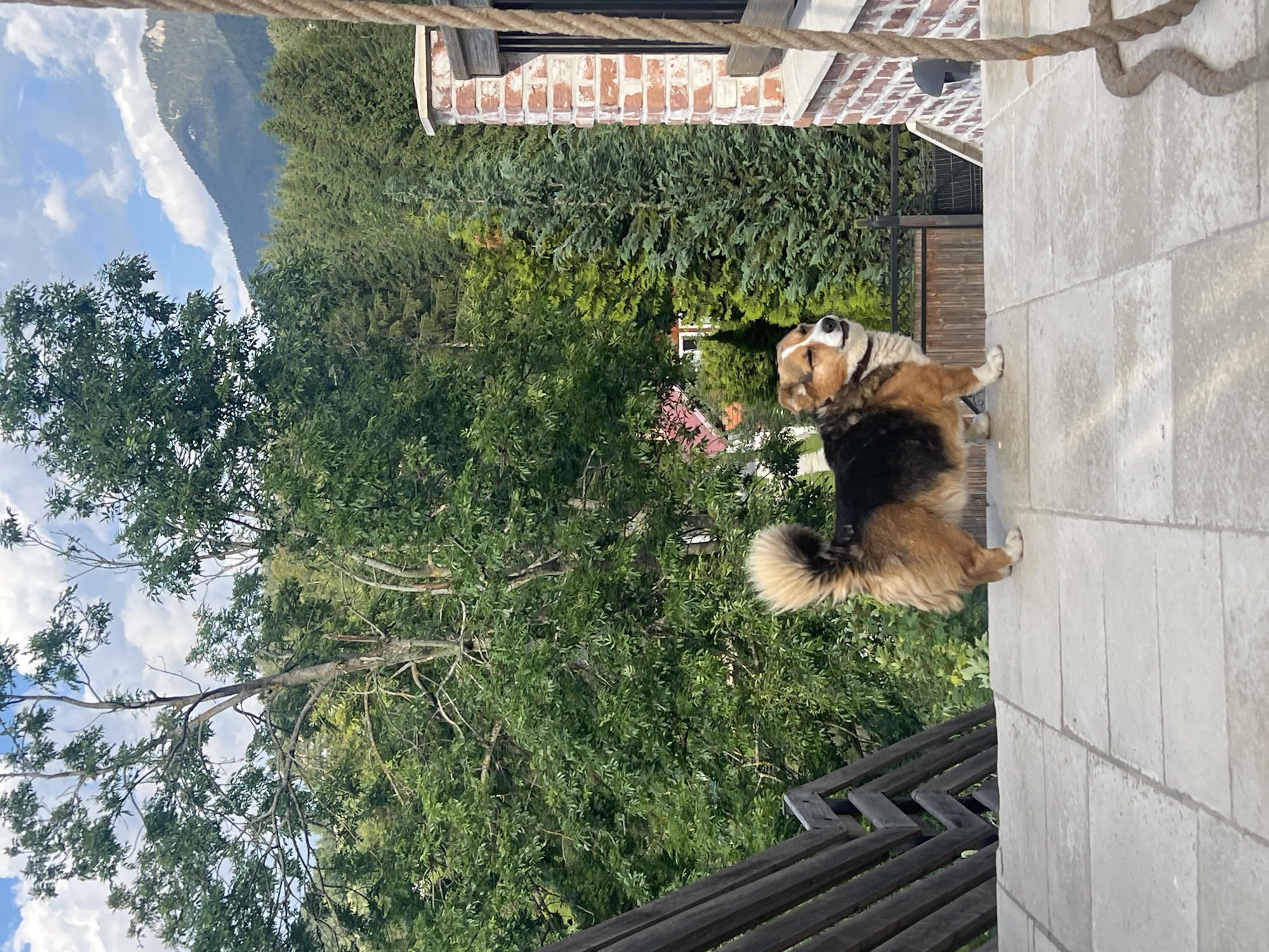 A small, tan and black dog with a bushy tail stands on a light-colored tiled patio. The dog is facing to the right, with its eyes closed and its mouth slightly open, as if panting or reacting to the sun. Behind the dog, a wooden railing is visible on the left, and a brick wall with a window frame is on the right. In the background, lush green trees and a mountainous landscape are seen under a cloudy sky. The scene appears to be an outdoor setting, possibly a balcony or a terrace in a mountainous region.