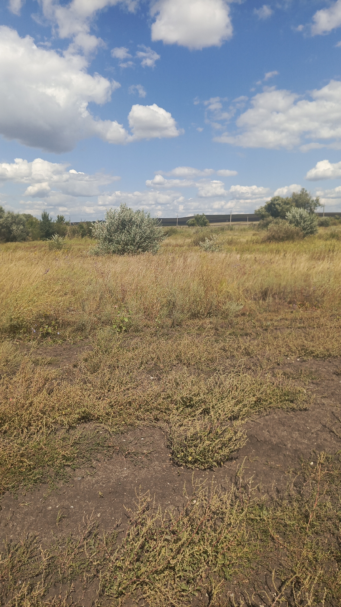 The image captures a rural landscape under a bright blue sky dotted with fluffy white clouds. The foreground is dominated by dry, golden-brown grasses and sparse vegetation growing on dark, dusty soil. In the middle ground, a larger clump of silvery-green bushes stands out against the field. Further in the background, a line of trees and more bushes forms a natural border, with a dark fence or wall visible behind them. The scene appears to be an open field or a undeveloped area, characteristic of the outskirts of a town like Oktyabr'skii Gorodok, Russia. There are no people or discernible activities in the image.