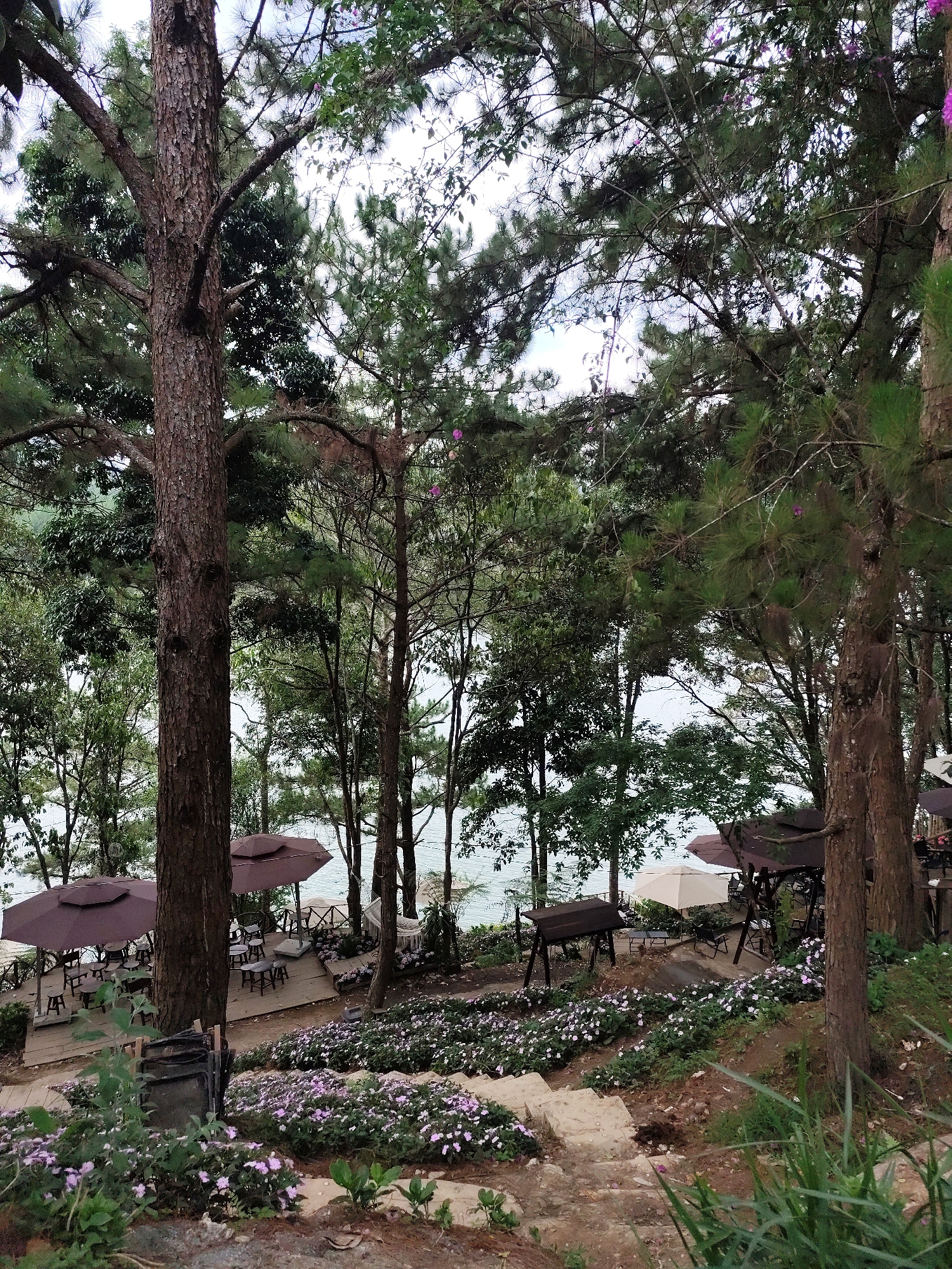 The image depicts a tranquil outdoor scene, possibly a hillside cafe or garden, in what appears to be a park or natural setting.
**Location:** Da Lat, Vietnam
**Environment:** The scene is characterized by lush greenery with a variety of trees, including pines. A body of water, possibly a lake, is visible in the background, partially obscured by the trees.
**Objects:**
* Several large trees frame the image.
* A series of terraces are adorned with a dense ground cover of flowering plants, primarily white and purple.
* Umbrellas and tables suggest an outdoor seating area. Some tables are empty, while others appear to be occupied.
* There are a few swing-like benches or chairs placed along the terraces.
* A set of stone stairs leads down into the scene.
* There is a trashcan in the front left of the image.
**Subjects:**
* The scene is partially obscured by trees, but there appear to be people seated at some of the tables.
**Actions/Interactions:**
* The scene implies leisure and relaxation, with people potentially dining or enjoying the views.
Overall, the image presents a serene, nature-integrated setting with a relaxed and inviting atmosphere.