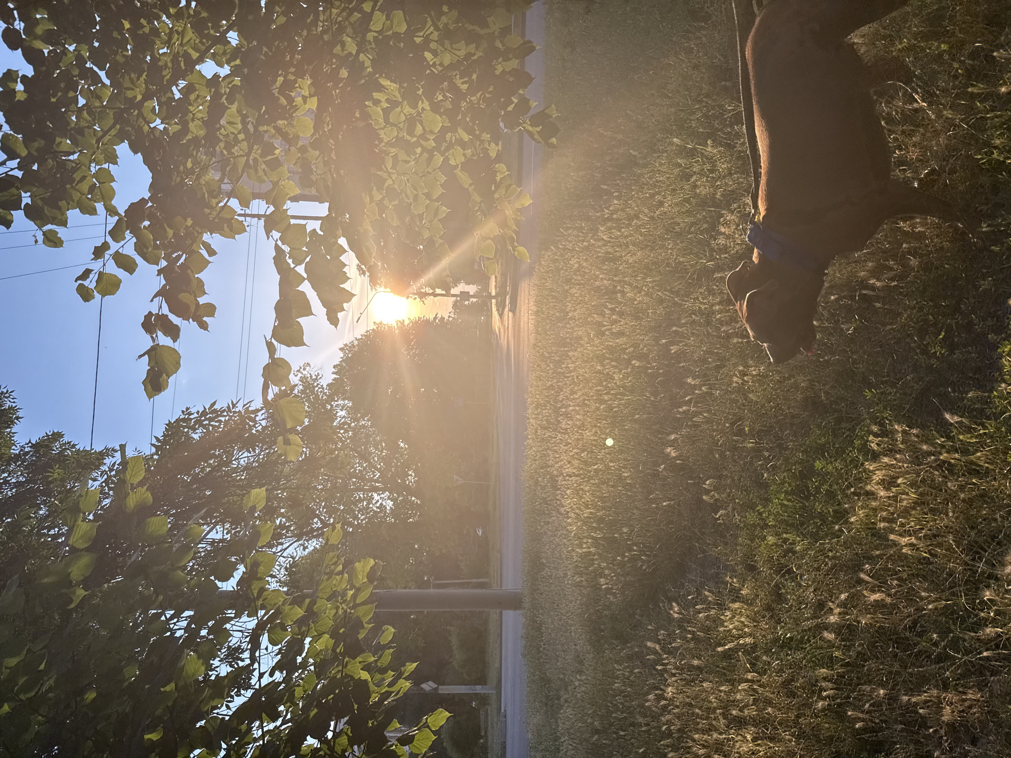 A medium shot captures a reddish-brown dog with floppy ears, wearing a blue collar, standing in tall, sunlit grass. The dog is facing left with its tongue slightly out. Behind the dog, a paved road curves to the left and is bordered by a grassy area. In the background, trees with green leaves are visible, some silhouetted by a bright sun that casts lens flare and creates a hazy, golden light across the scene. Telephone poles and power lines are present along the roadside. The sky is a clear blue. The overall atmosphere is that of a warm, sunny day, likely in a park or residential area on the outskirts of Zaporizhzhia, Ukraine.