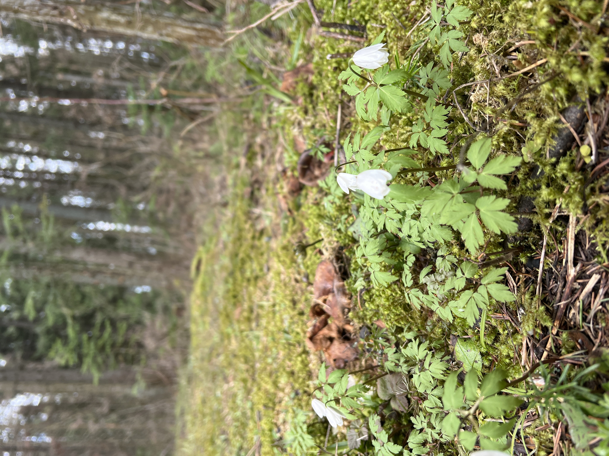 The image depicts a close-up view of the forest floor in what is reported to be Protasy, Russia. Dominating the scene are patches of green moss interspersed with small, delicate white flowers and low-growing plants with palmate leaves. The ground is covered in organic matter, including decaying leaves and twigs. In the background, blurred trees suggest a wooded area. The overall impression is one of a damp, shaded environment typical of a forest in early spring.