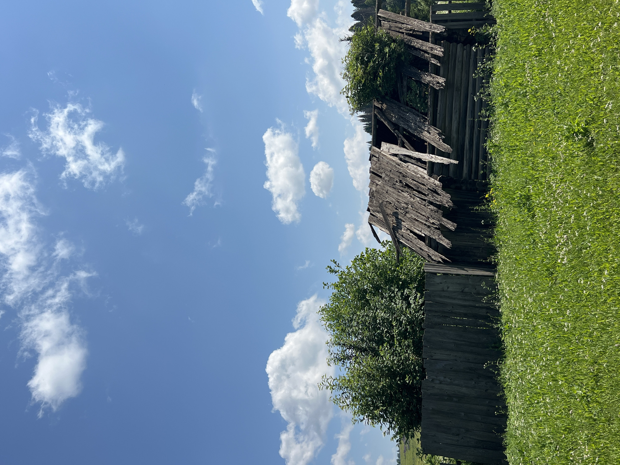 The image depicts a dilapidated wooden structure with a partially collapsed roof, situated in a grassy field under a bright blue sky with scattered white clouds. The structure is made of horizontal logs, and its roof is covered with weathered wooden planks that are broken and splintered. A dark wooden fence runs along the left side of the structure, behind which lush green foliage is visible. The foreground is dominated by a vibrant green field dotted with small white wildflowers. In the background, a dense forest can be seen on a gentle slope, suggesting a rural or semi-rural setting. The scene appears to be in the village of Panteleevka, Russia. There are no people or animals visible in the image.