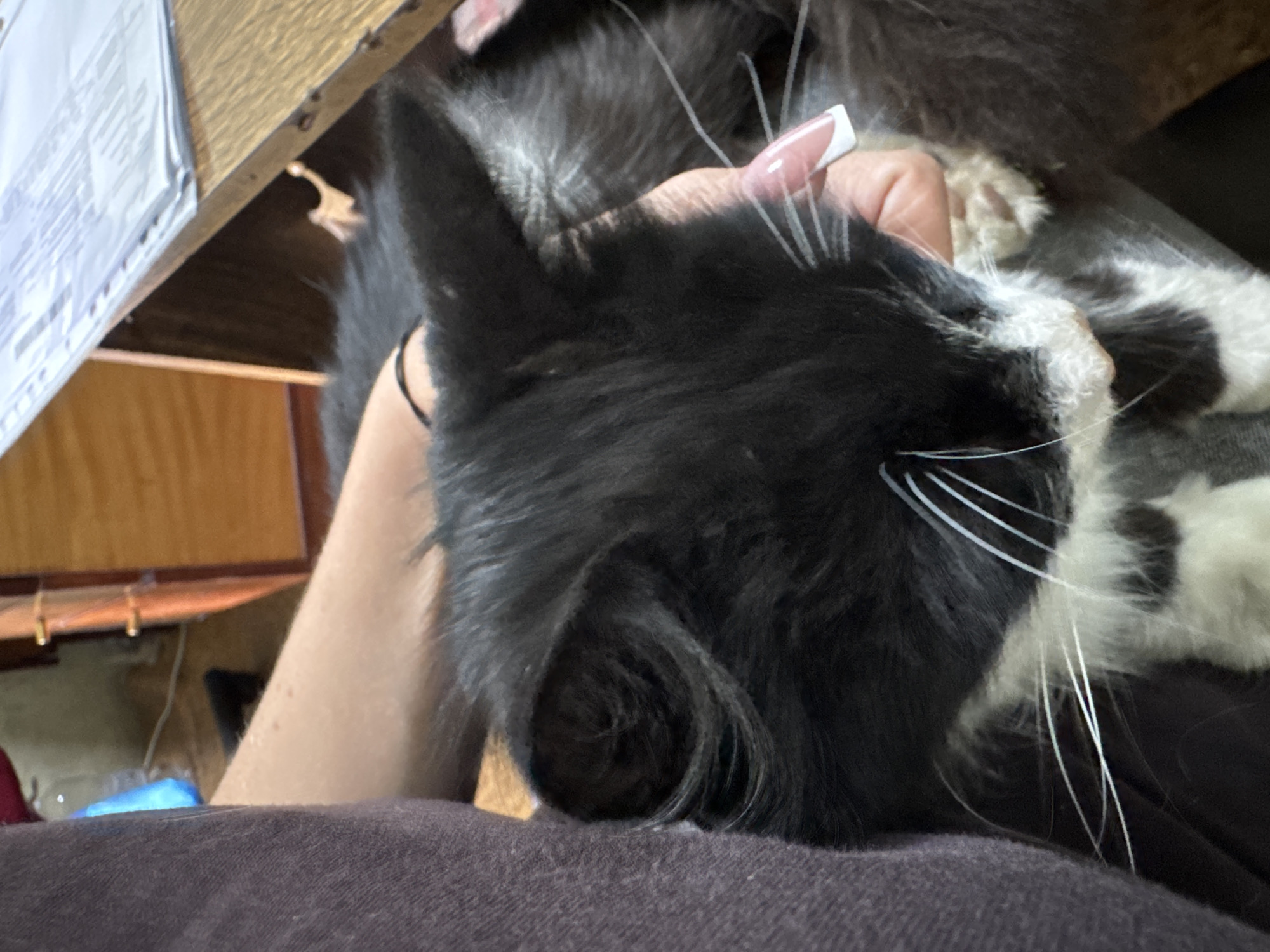 A black and white cat is being held by a person. The cat's head is resting on the person's arm, and its eyes are closed. The person's hand is visible, with manicured fingernails, resting on the cat's chin. The cat has long white whiskers. The background shows a wooden desk with papers on it, and a wooden cabinet. A blue object is visible in the far left background. The scene appears to be indoors, in a domestic setting.