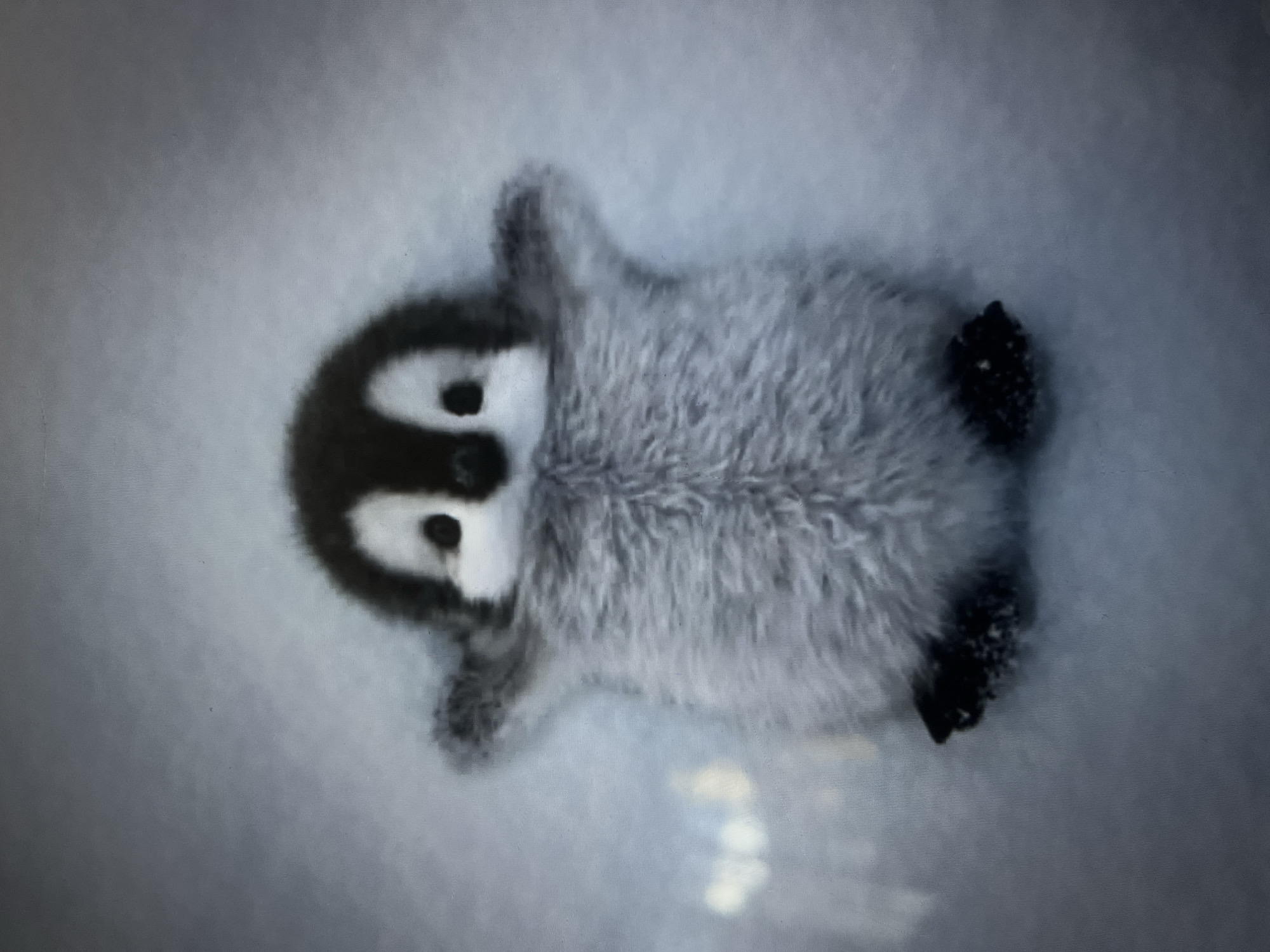 A baby penguin is lying on its back in the snow. Its fluffy gray body is a stark contrast to its black and white face, which features a dark band across its head and small black eyes. The penguin's flippers are outstretched, and its feet, with their black claws, are visible. The background is a soft, out-of-focus blur of white and gray, suggesting a snowy, possibly icy, environment. The lighting is even and diffused, with no strong shadows, indicating it might be overcast or that the image was taken at a time of day with soft light. The overall impression is one of innocence and vulnerability, with the tiny creature appearing to be enjoying itself or perhaps resting in the snow. There is no visible text in the image.